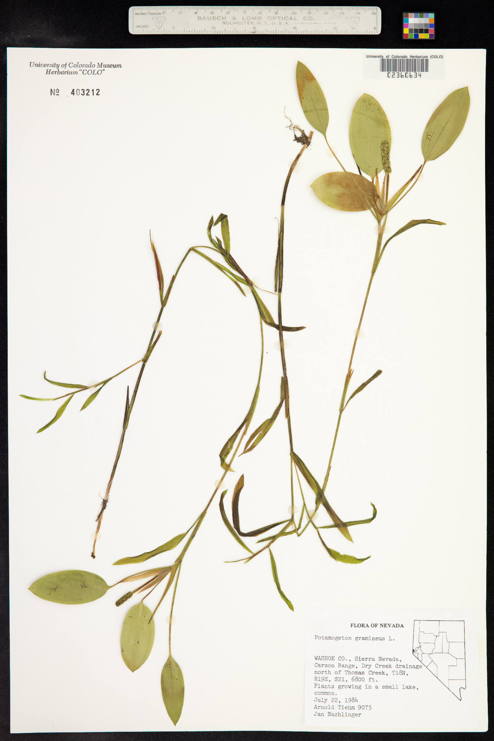 Potamogeton gramineus image