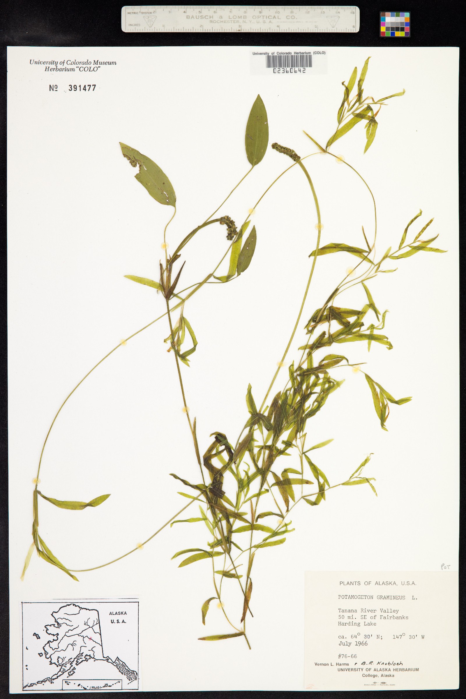 Potamogeton gramineus image