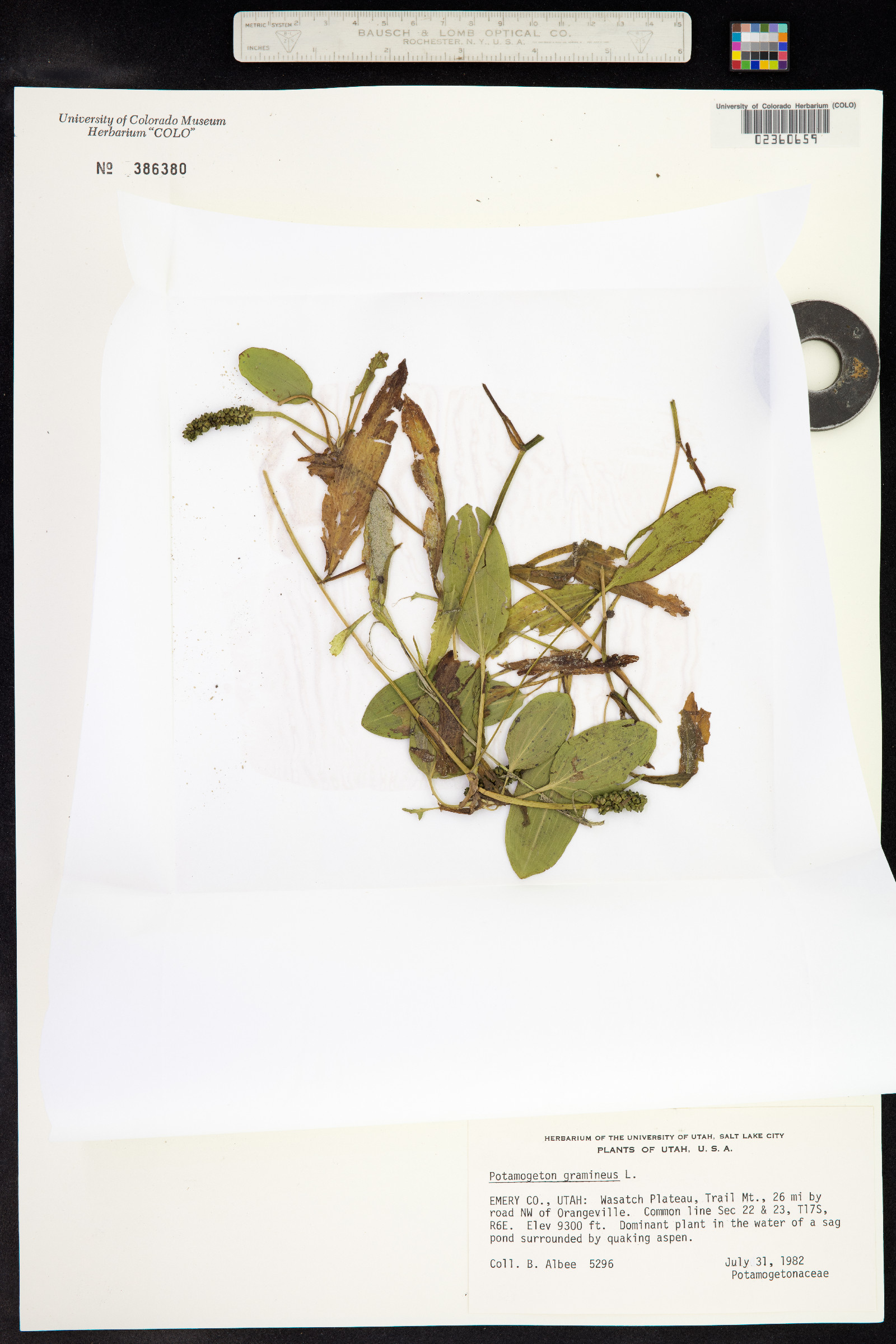 Potamogeton gramineus image