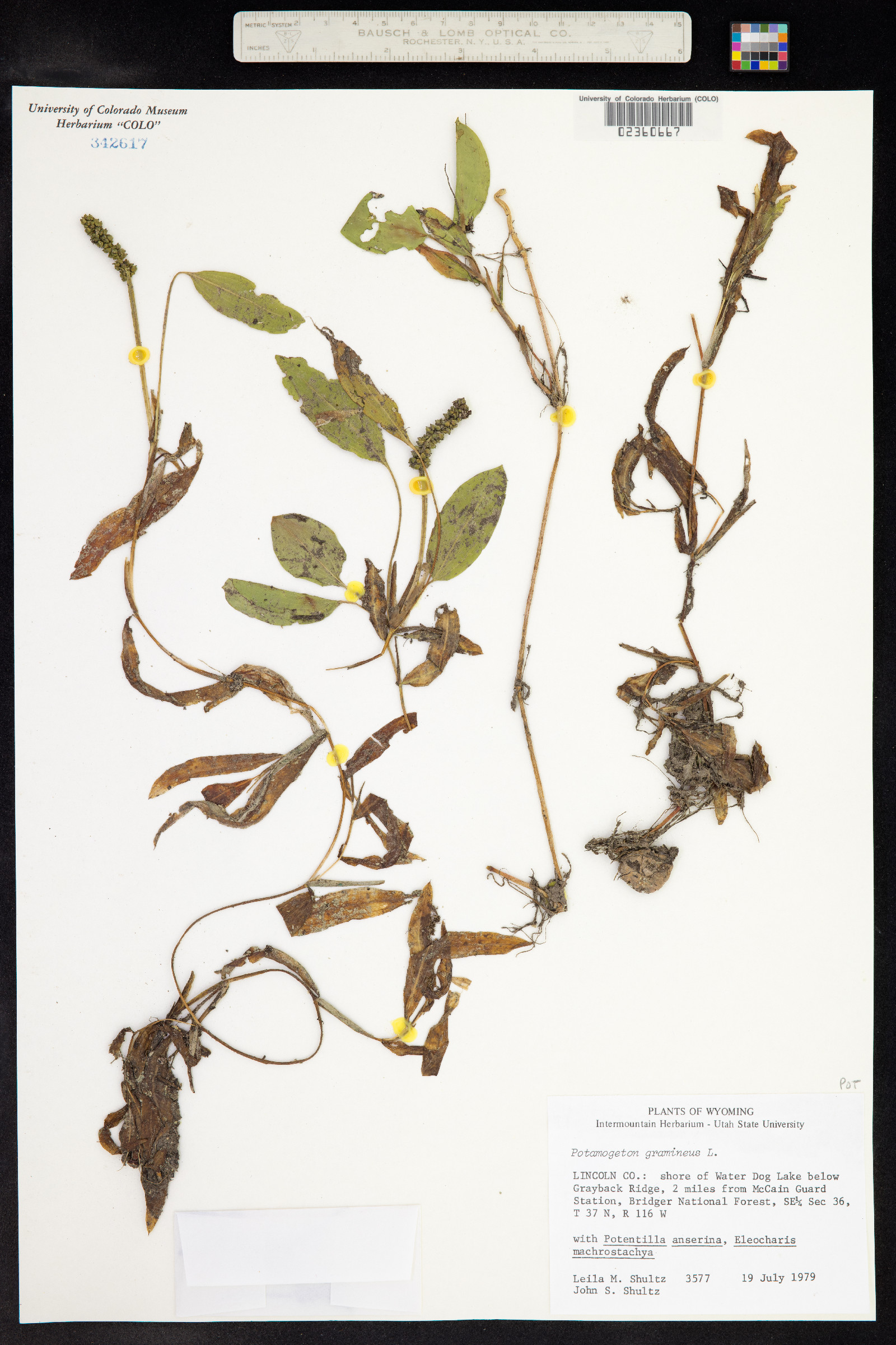 Potamogeton gramineus image