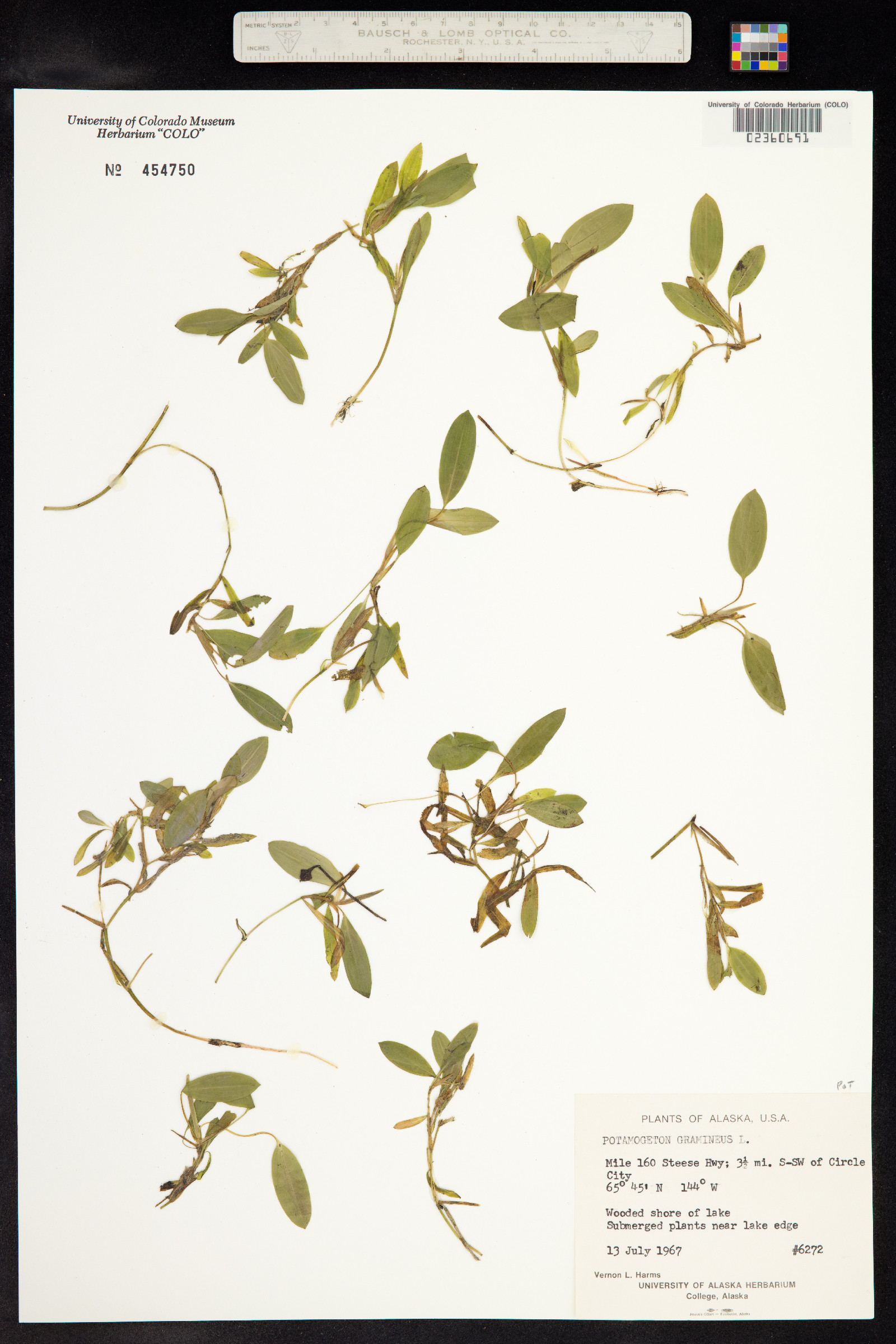 Potamogeton gramineus image