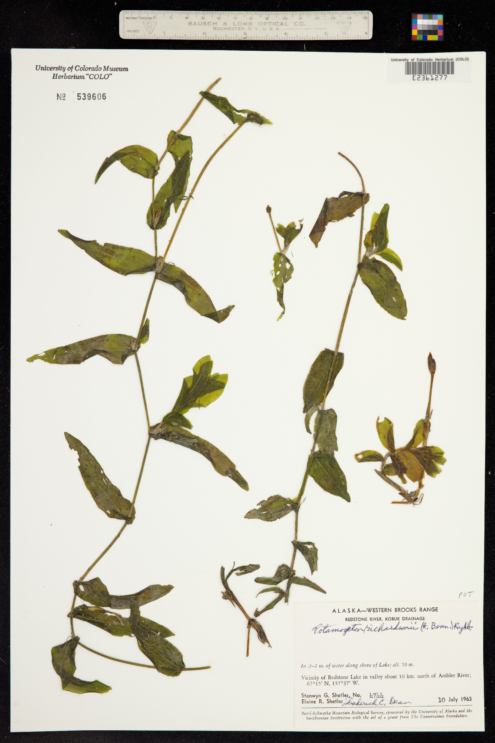 Potamogeton perfoliatus image