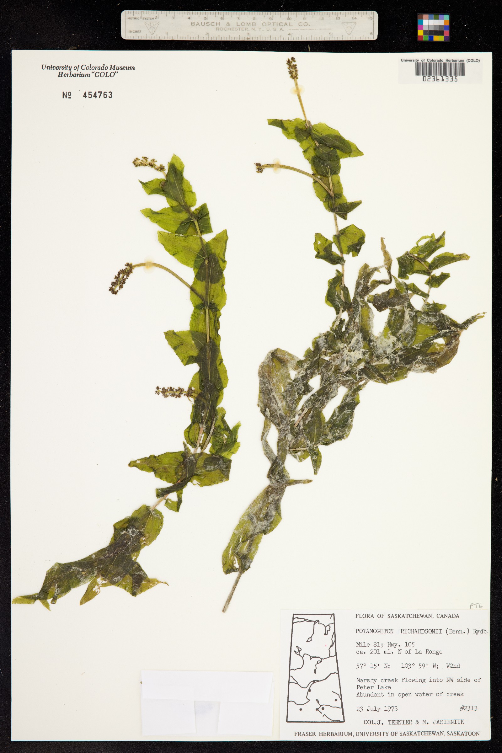 Potamogeton perfoliatus image