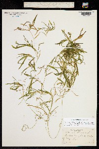 Image of Potamogeton obtusifolius