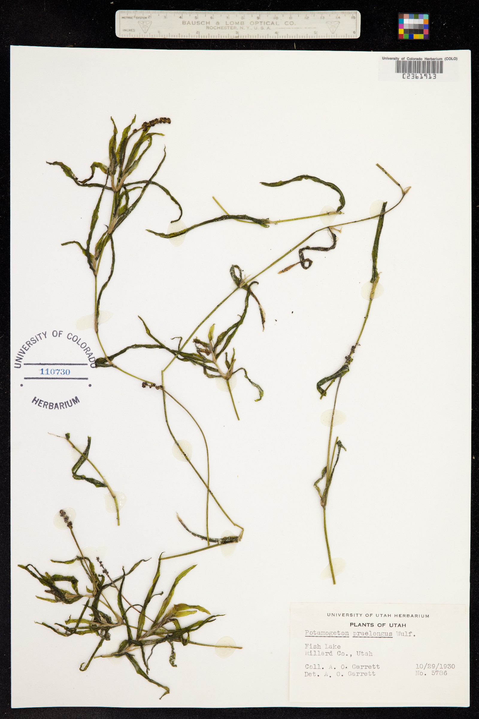 Potamogeton praelongus image