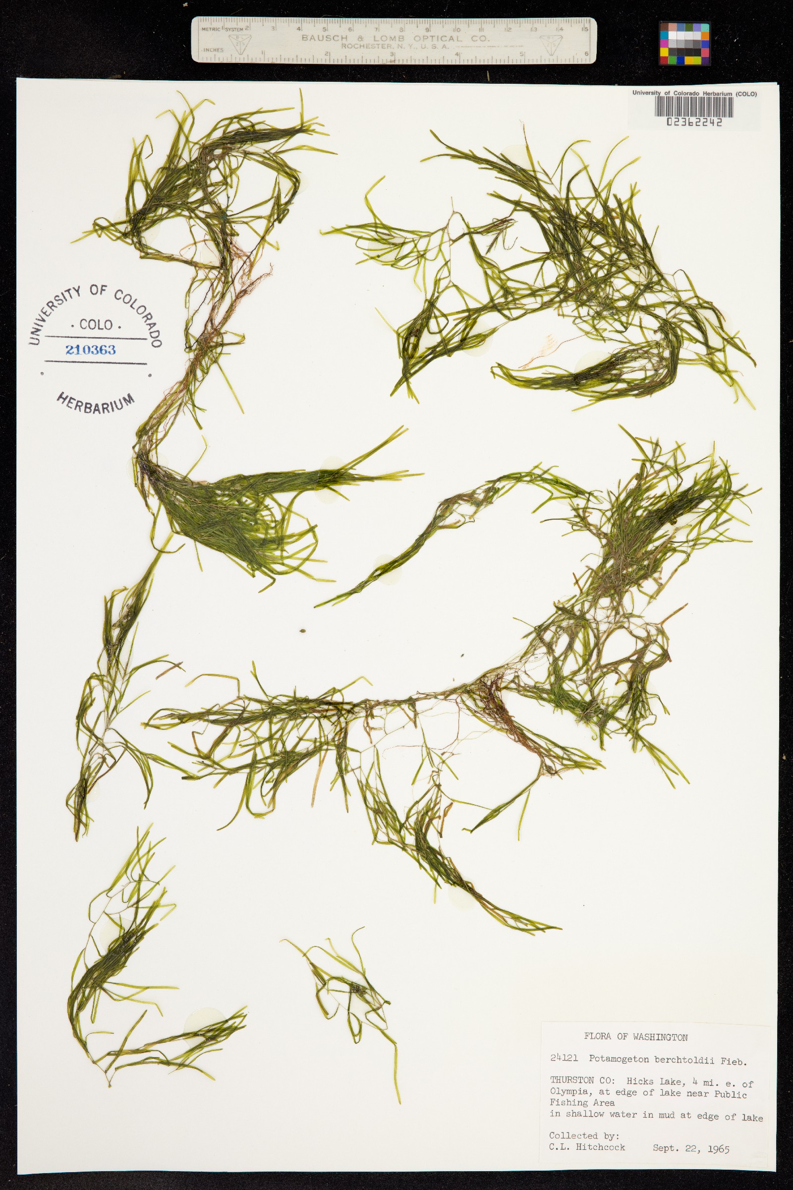 Potamogeton pusillus image