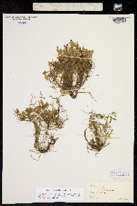 Potamogeton spirillus image