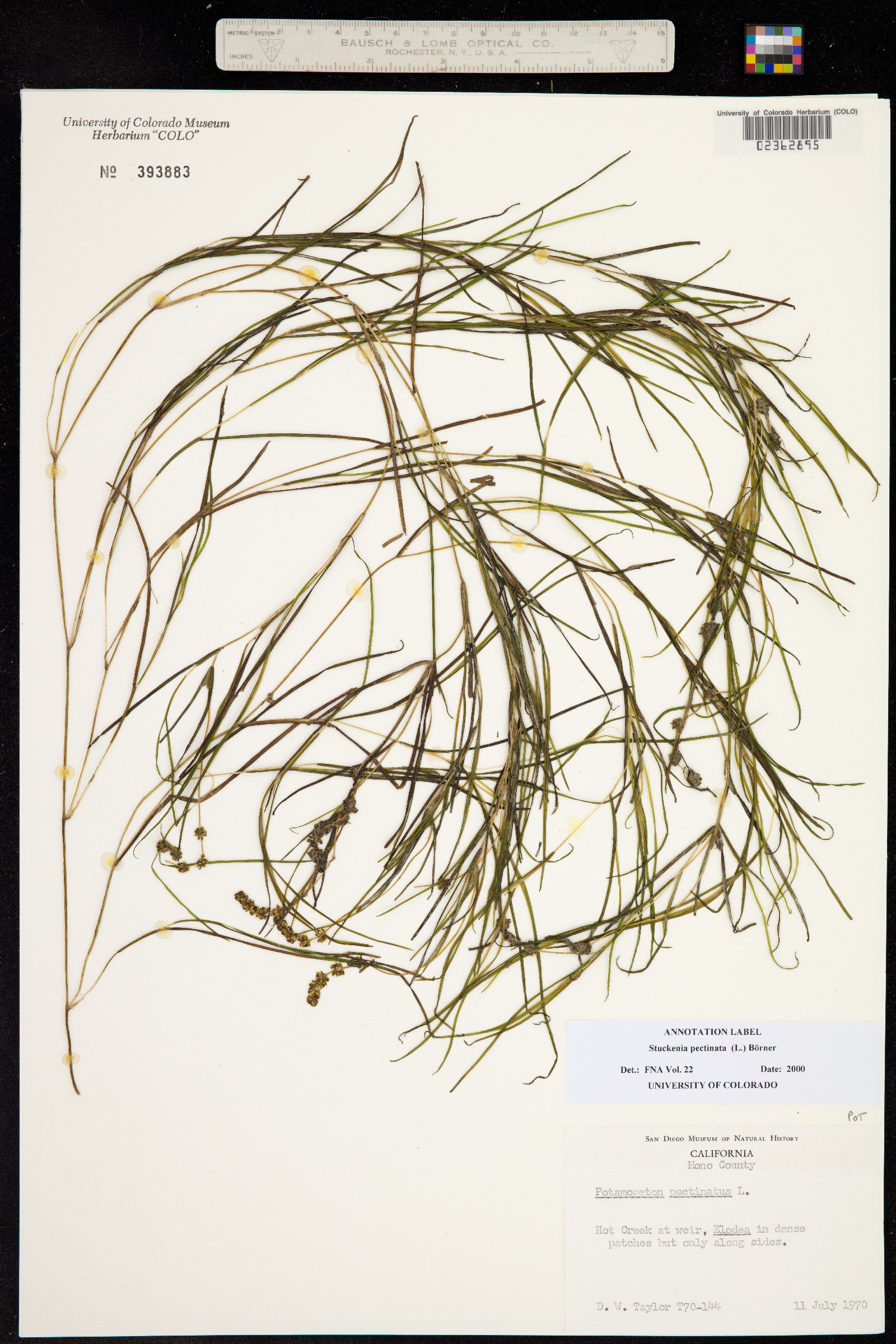 Stuckenia pectinata image