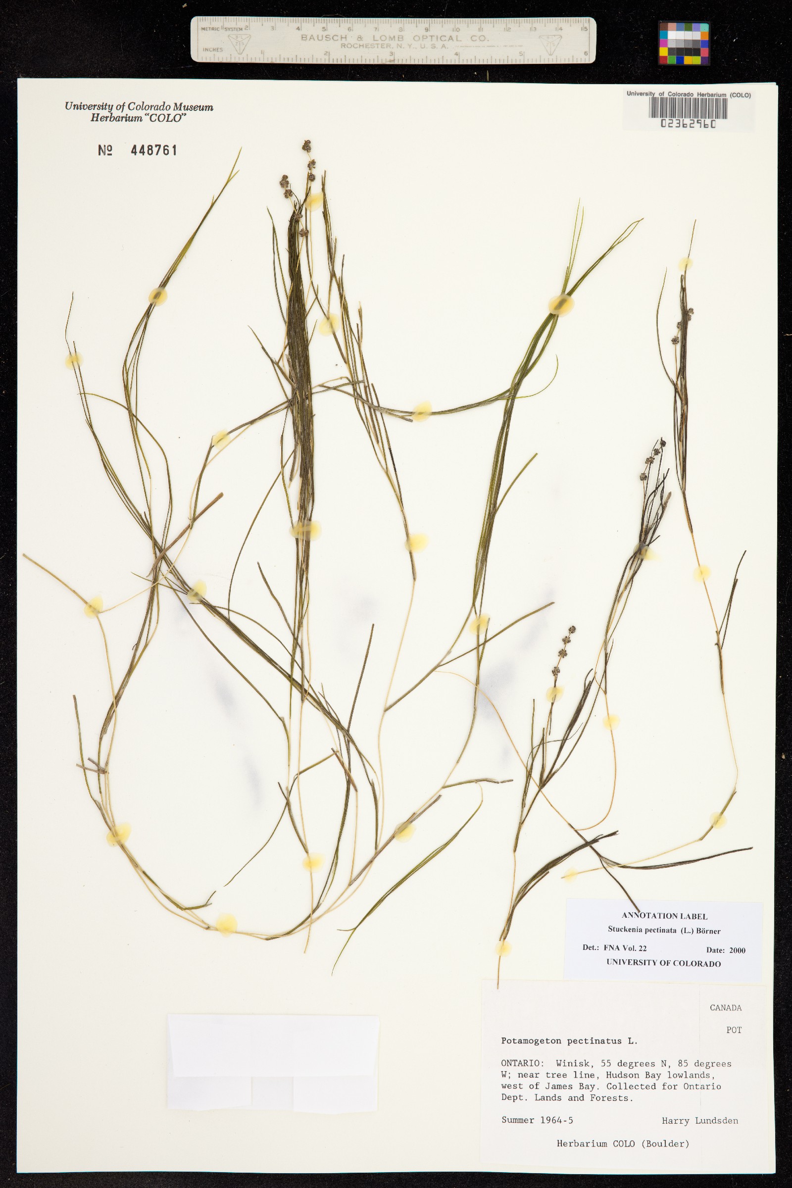 Stuckenia pectinata image