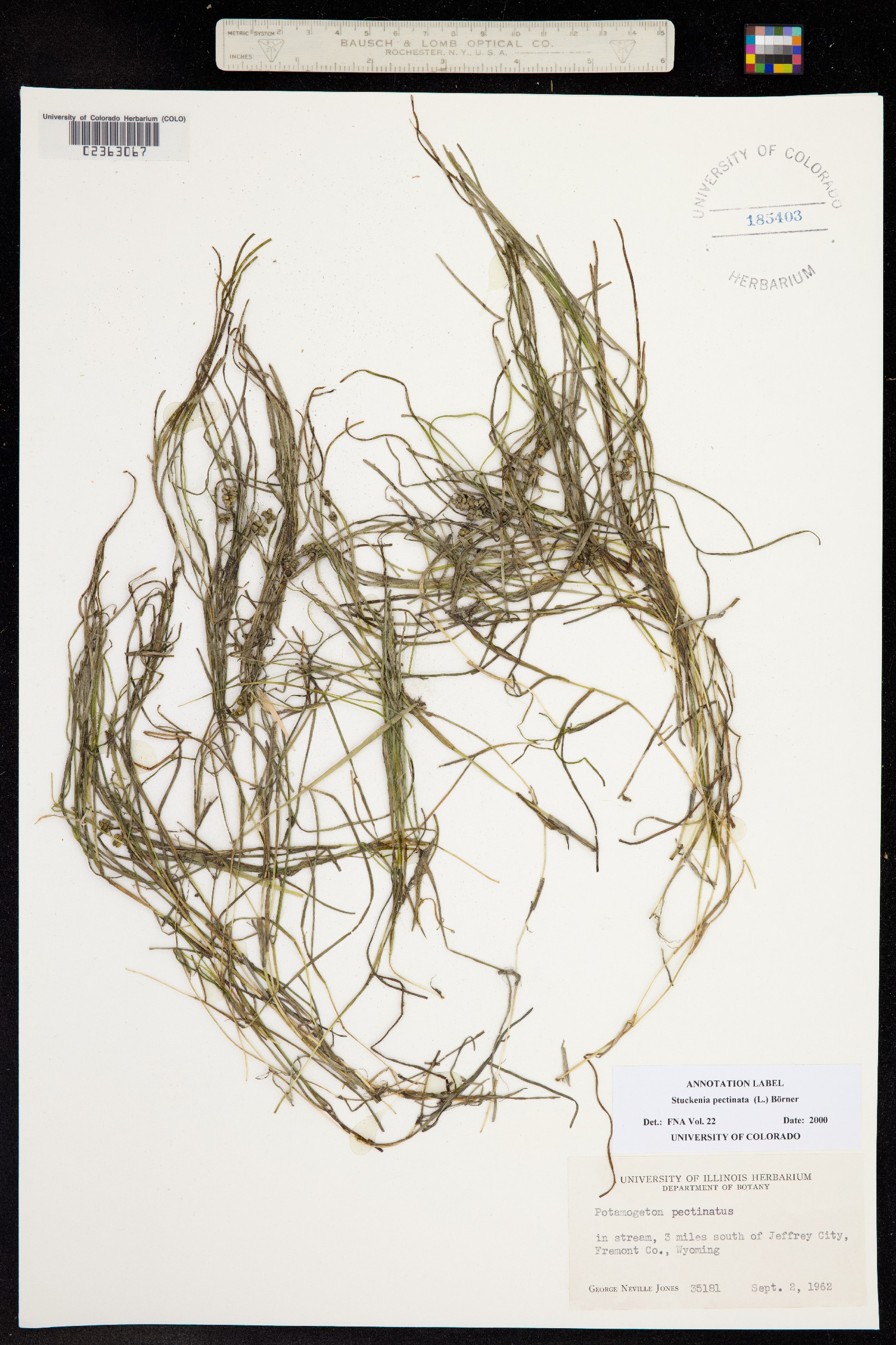 Stuckenia pectinata image