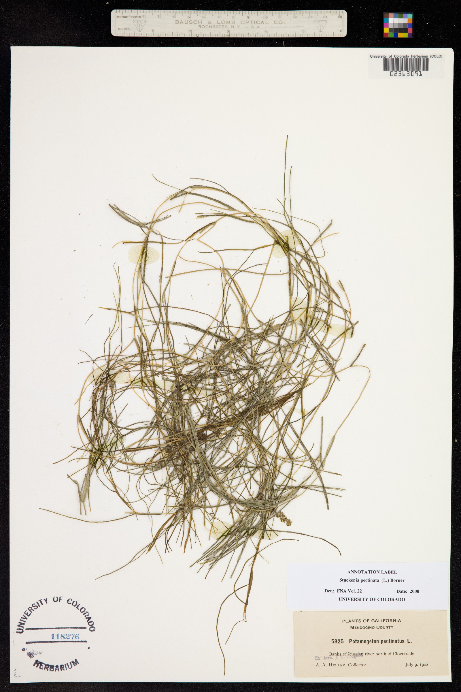 Stuckenia pectinata image