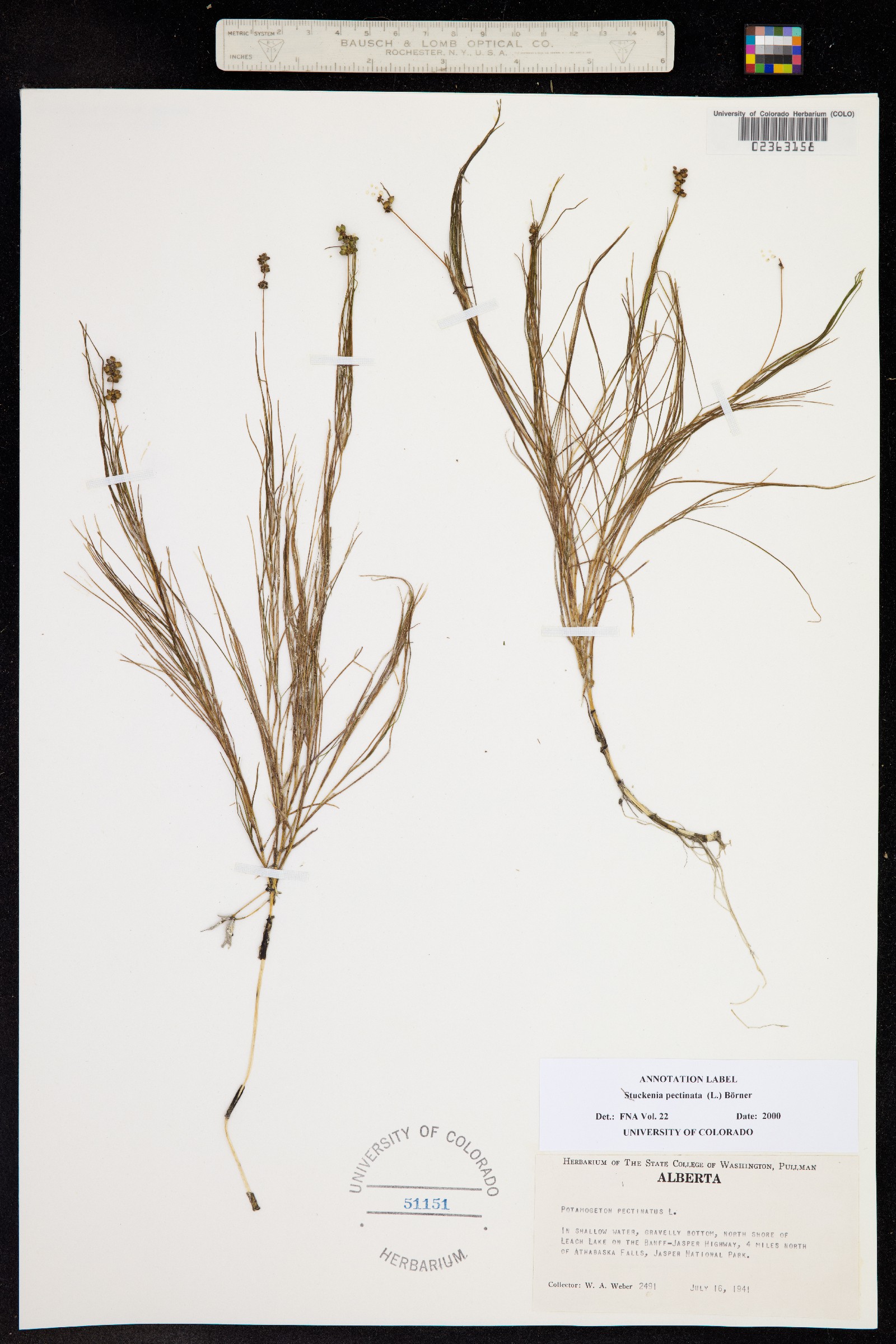 Stuckenia pectinata image