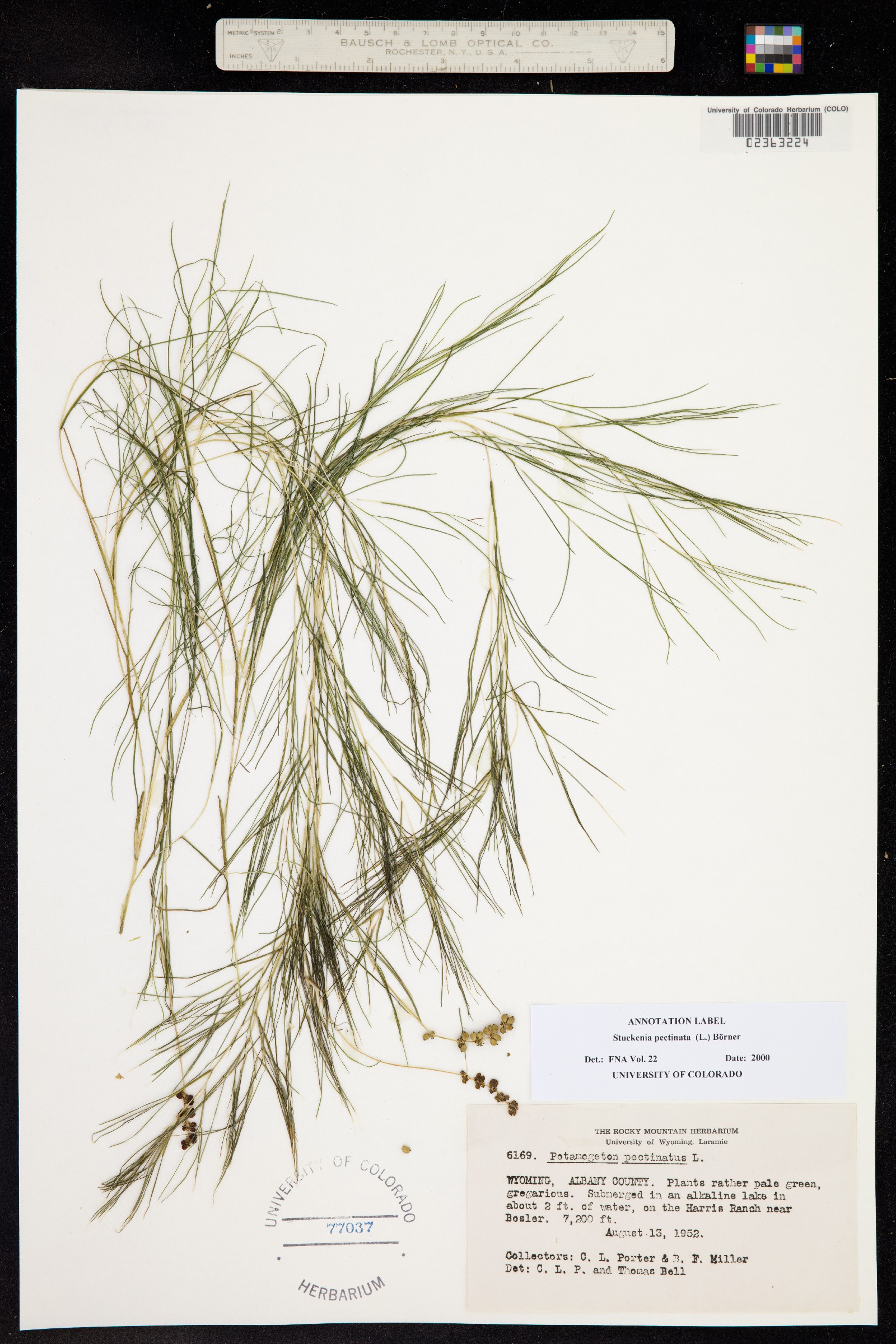 Stuckenia pectinata image