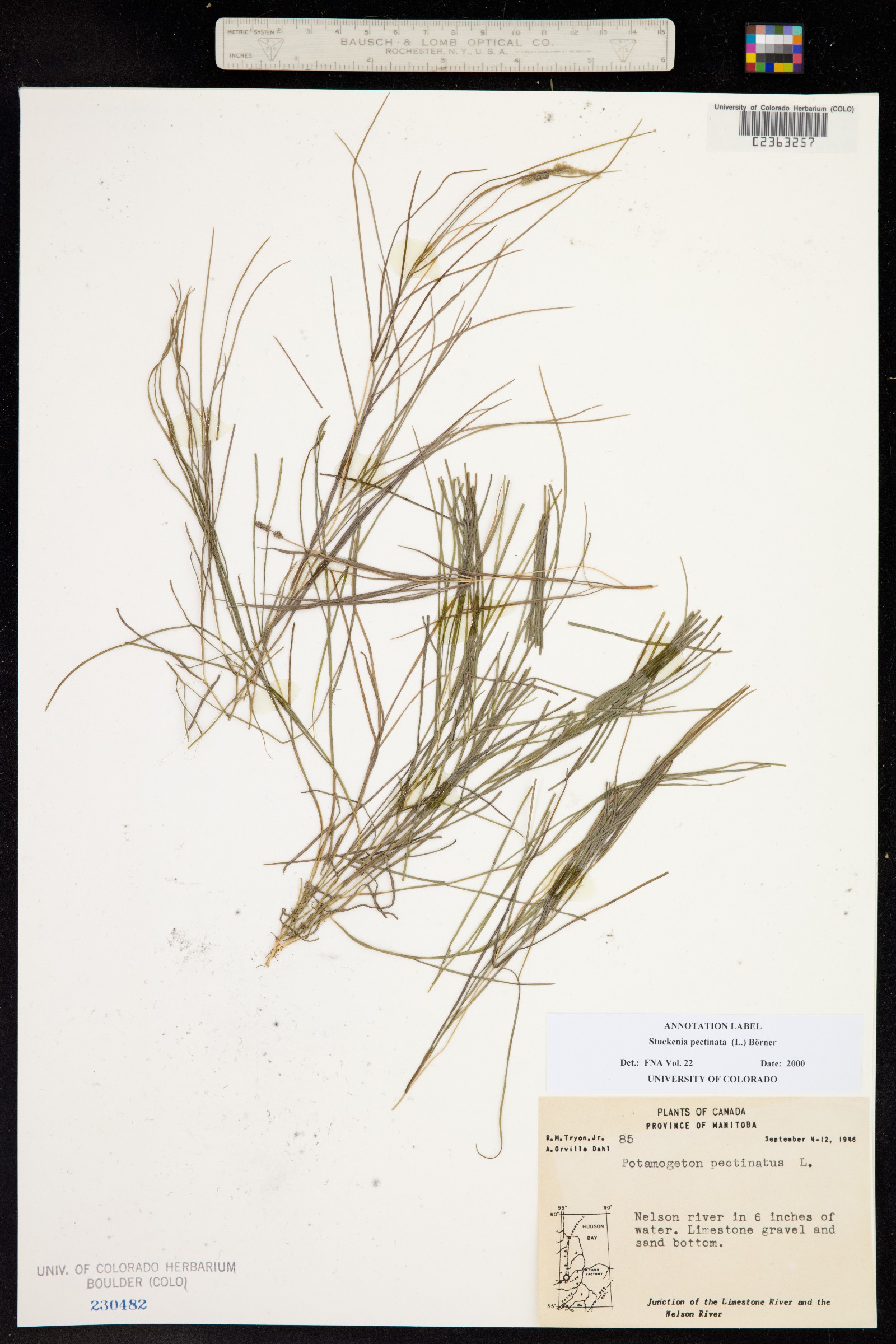 Stuckenia pectinata image