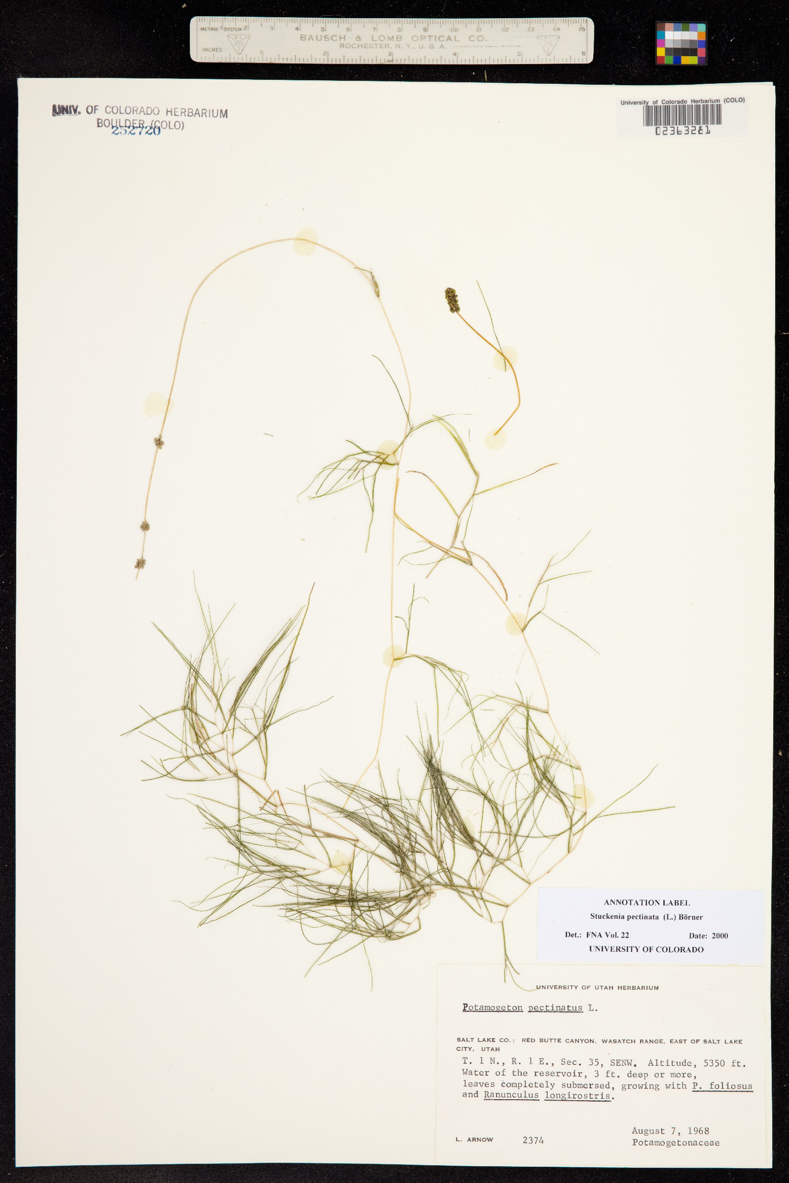 Stuckenia pectinata image