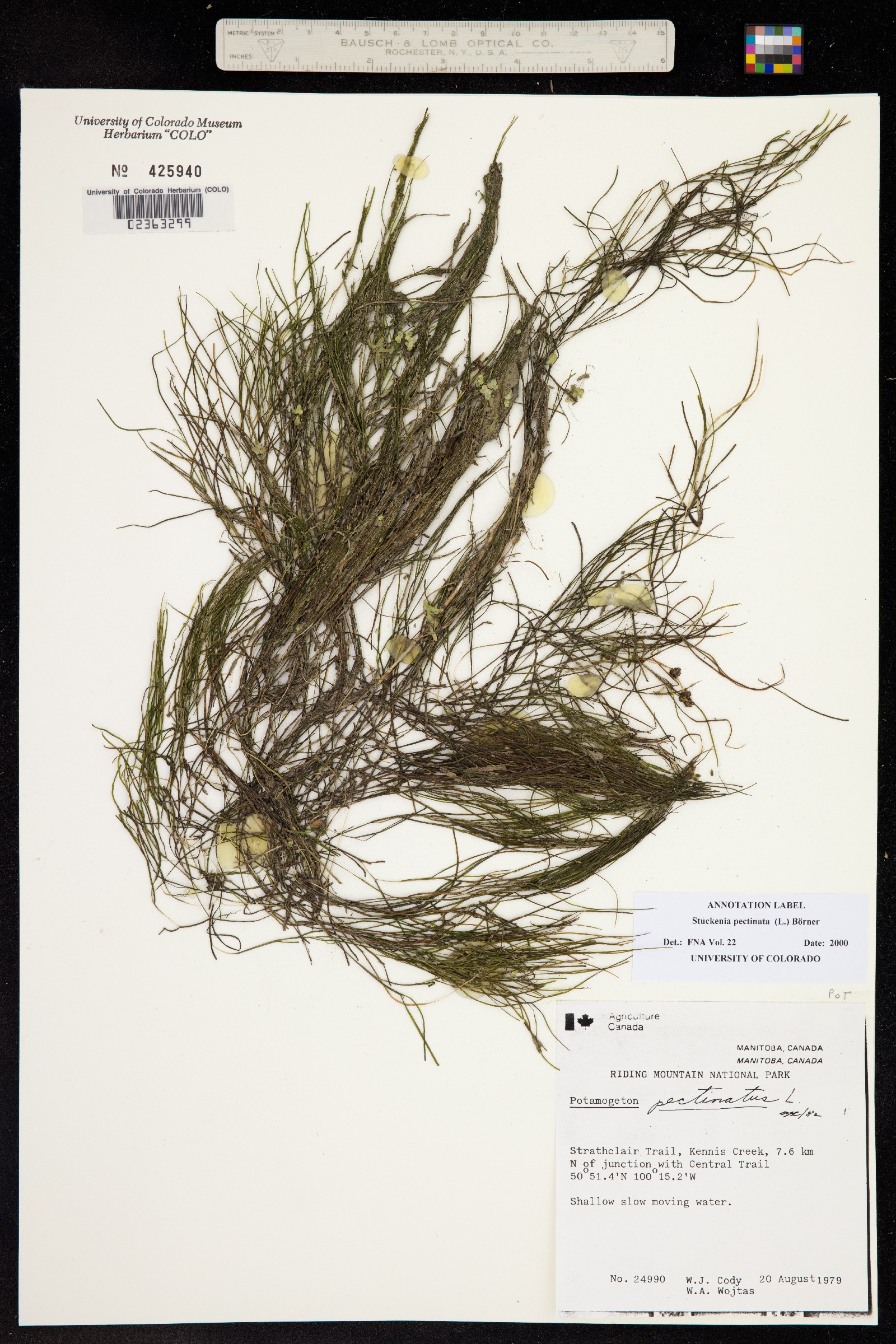 Stuckenia pectinata image