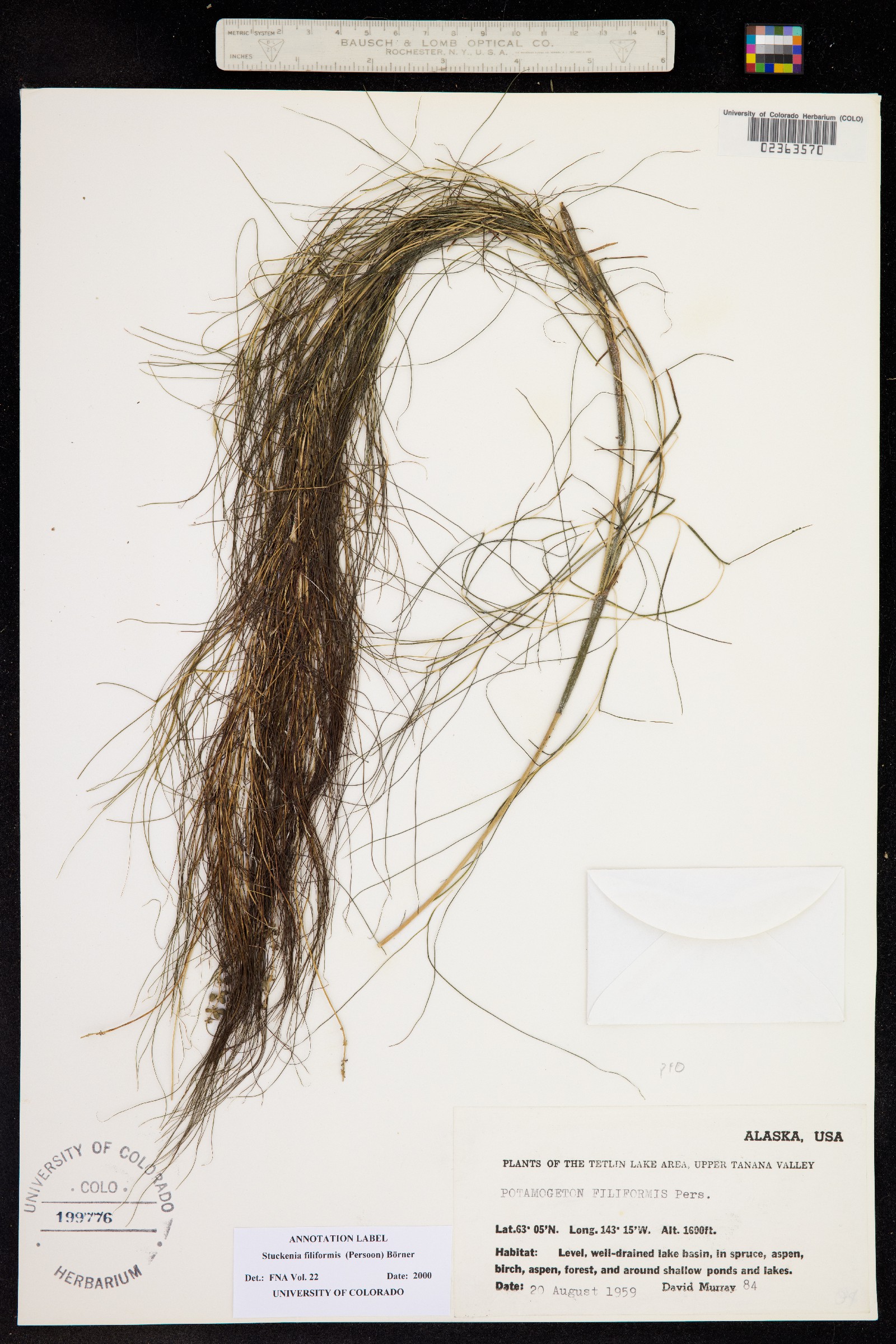 Stuckenia filiformis image