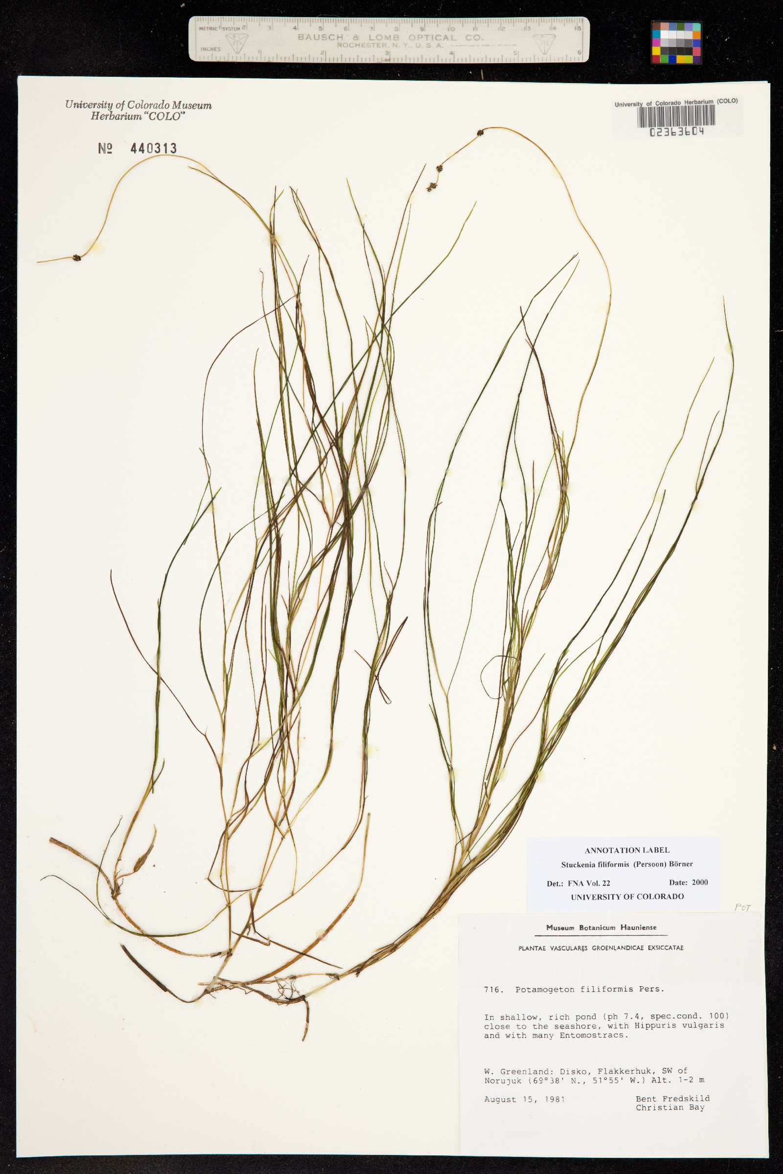 Stuckenia filiformis image