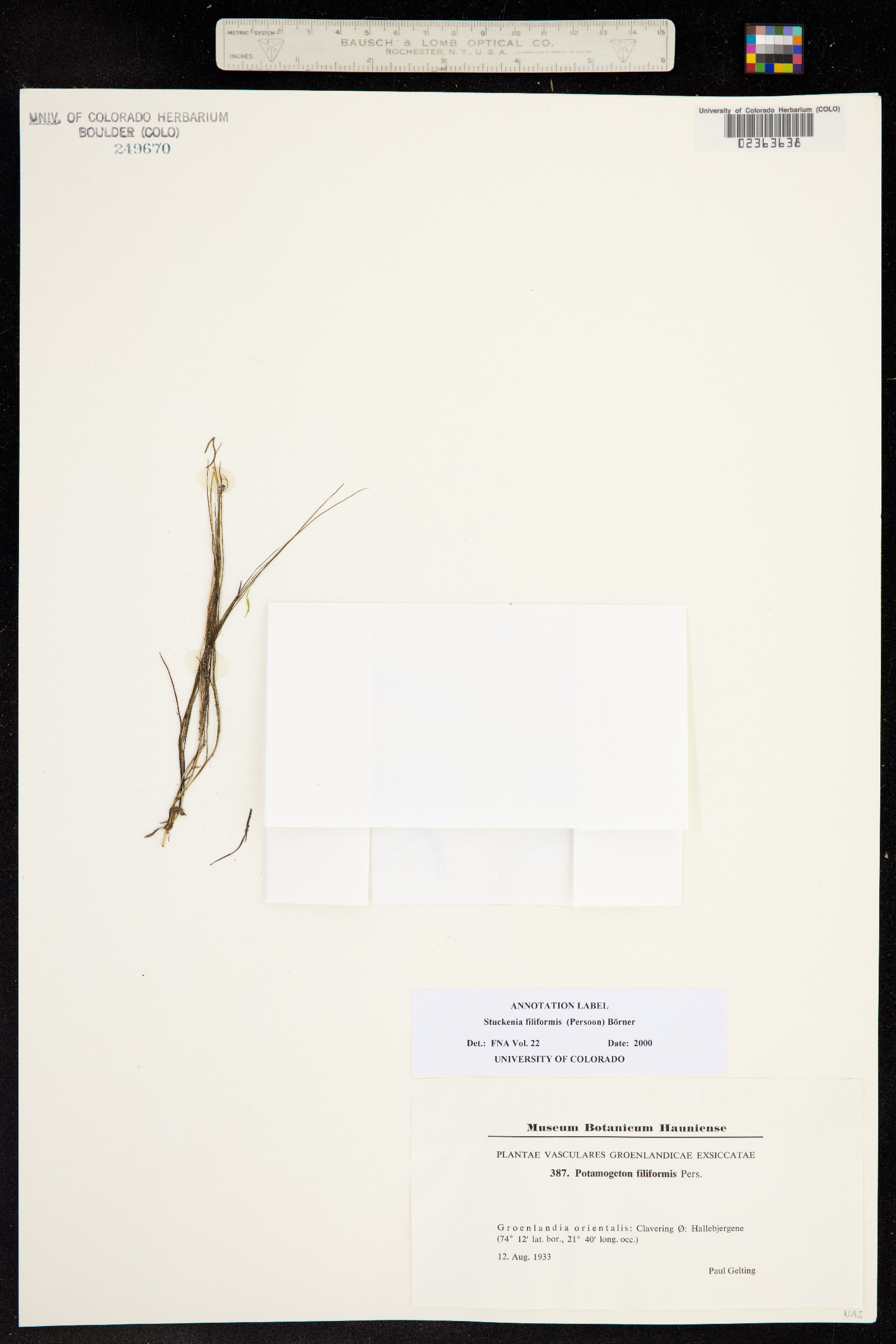 Stuckenia filiformis image