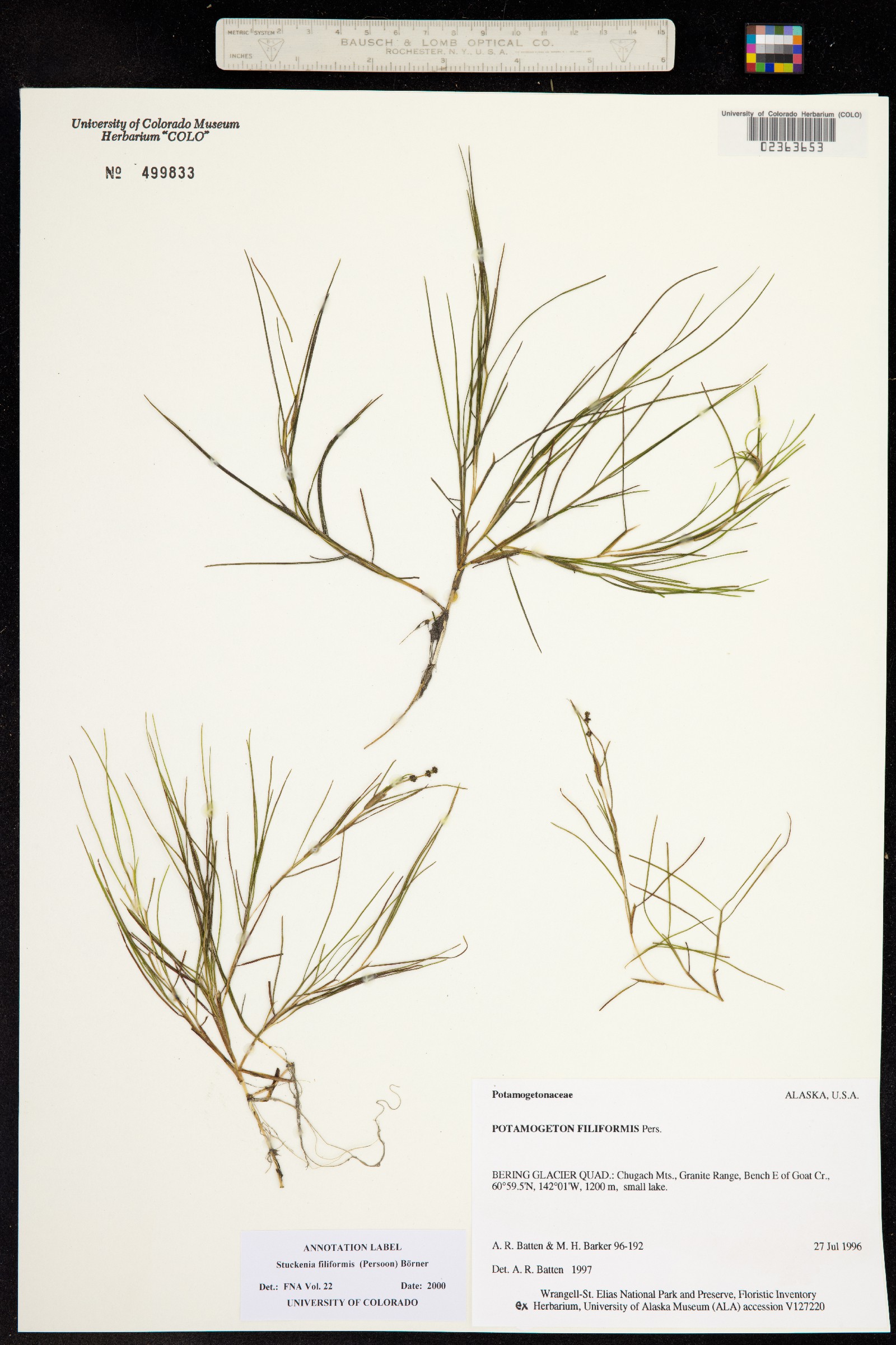 Stuckenia filiformis image