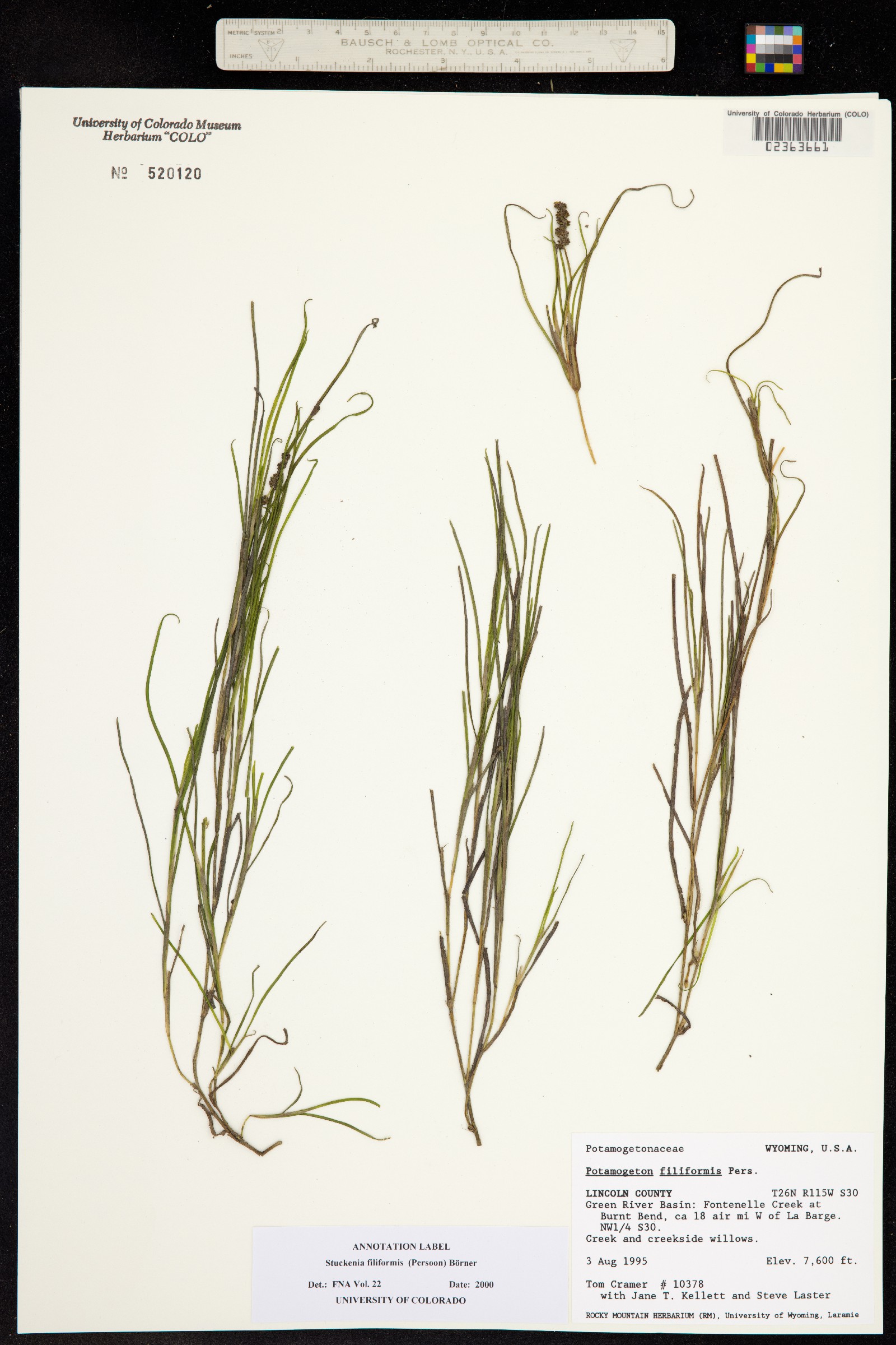 Stuckenia filiformis image
