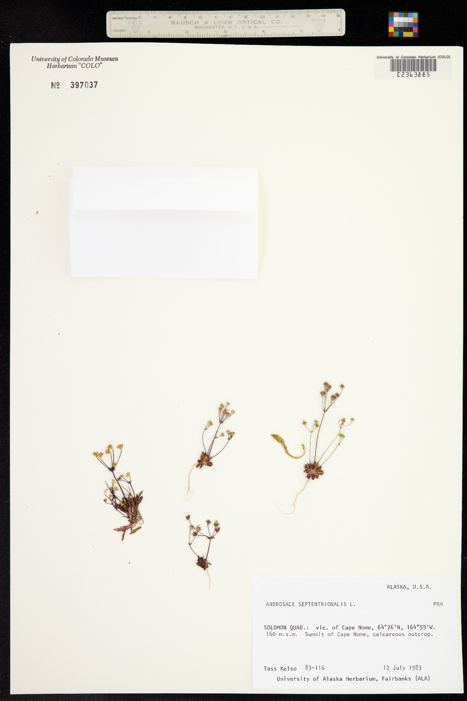 Androsace septentrionalis image
