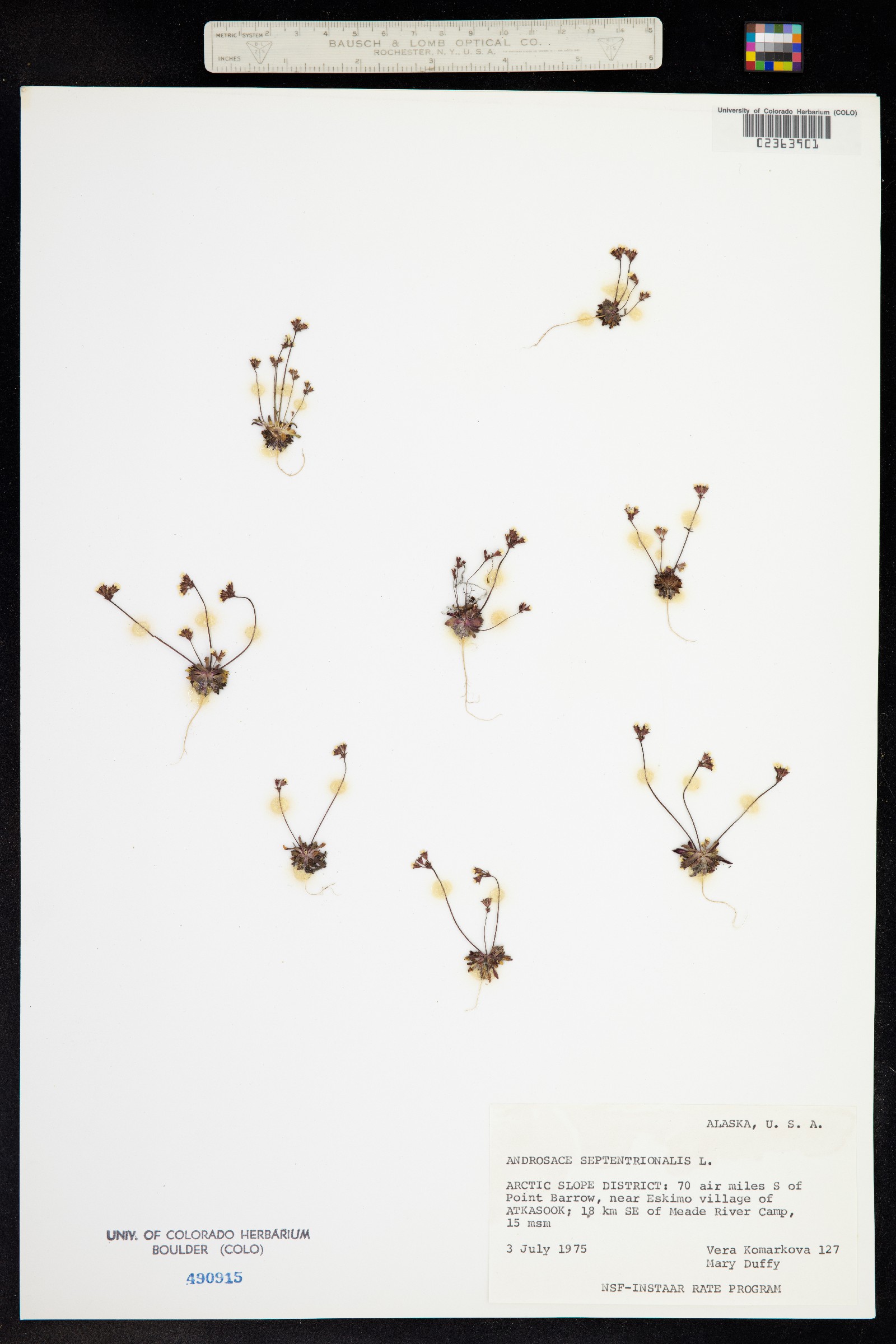 Androsace septentrionalis image