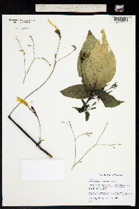 Ruellia macrophylla image