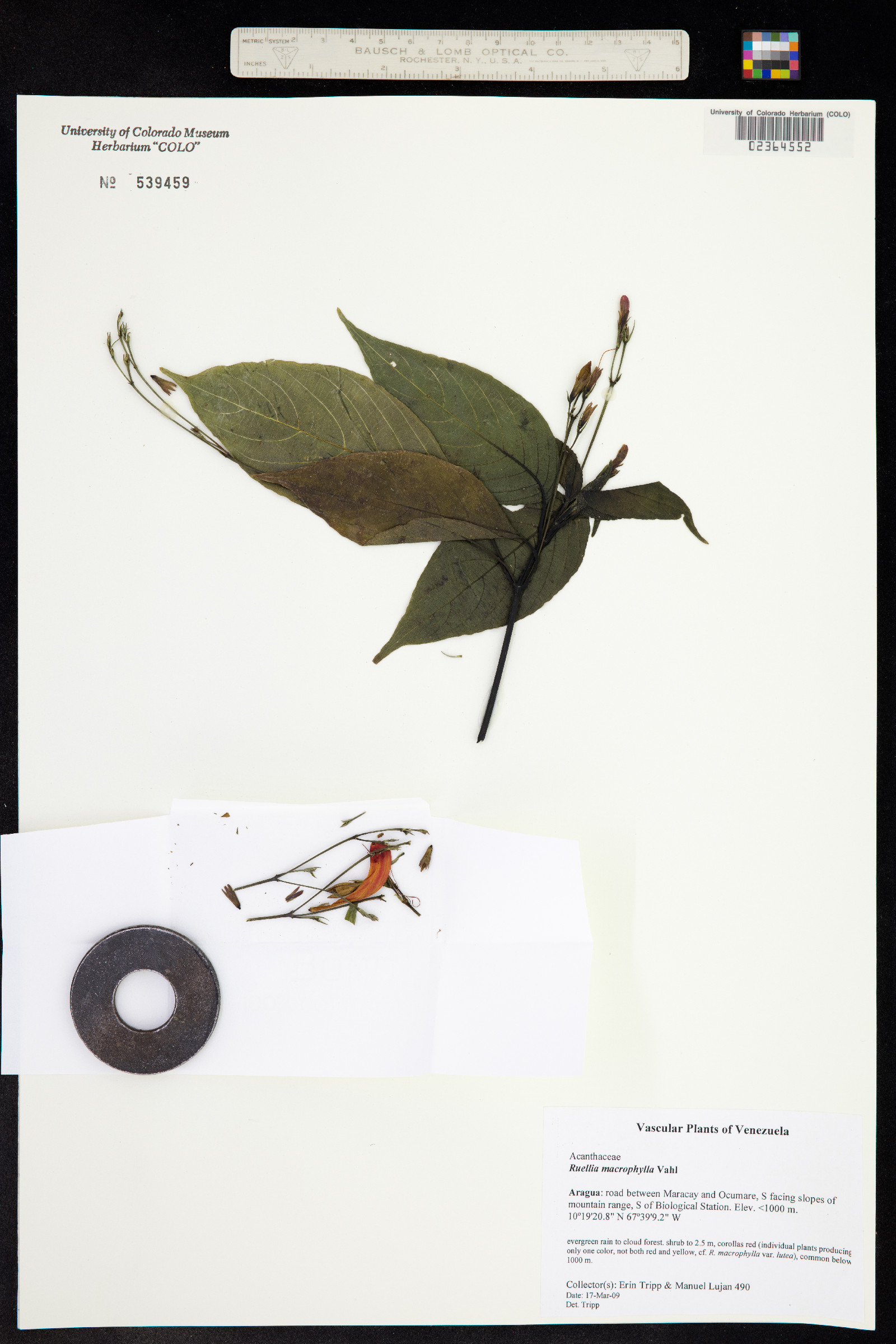 Ruellia macrophylla image