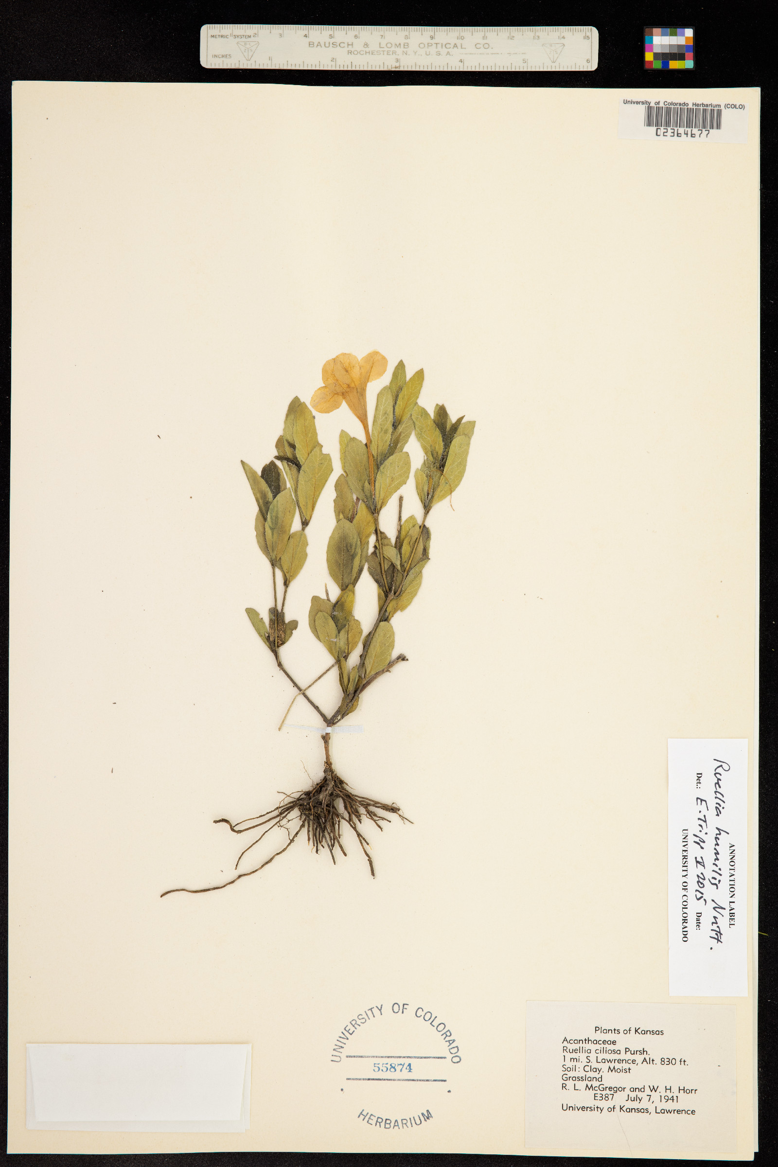 Ruellia humilis image