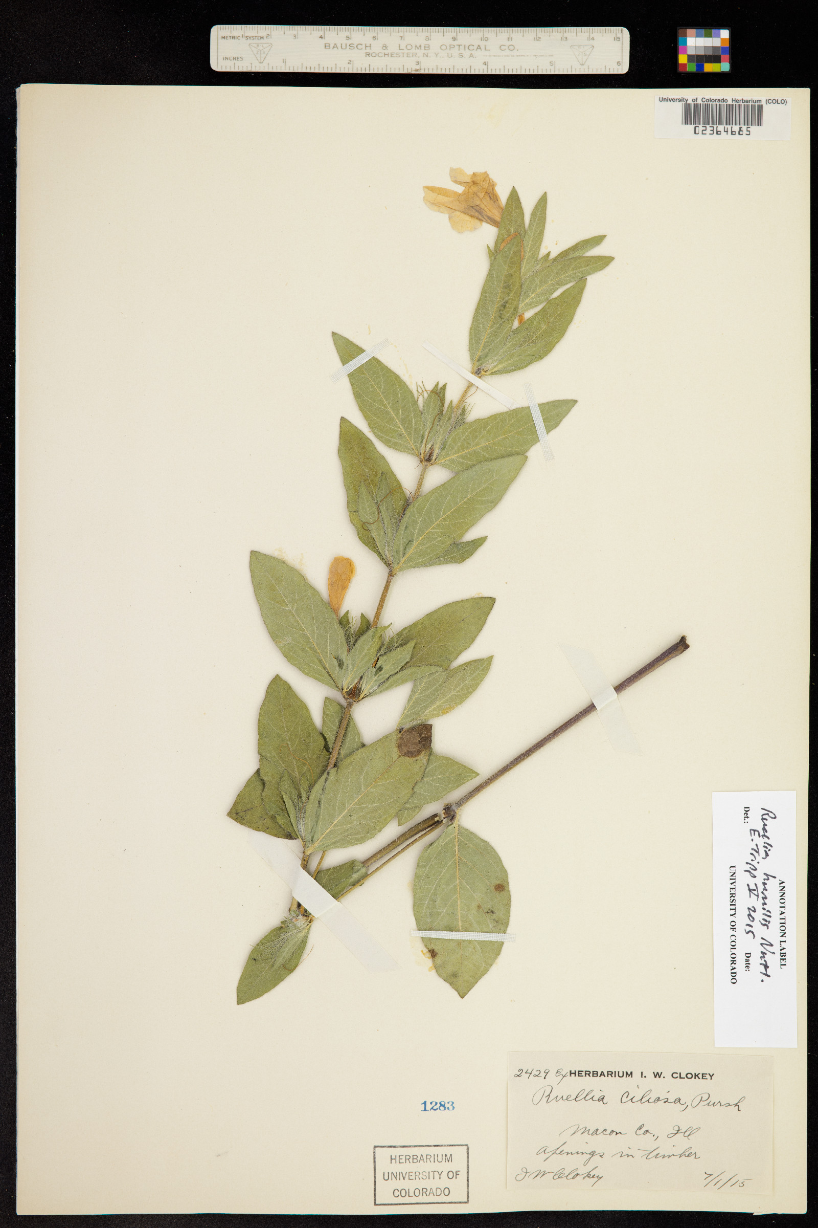 Ruellia humilis image