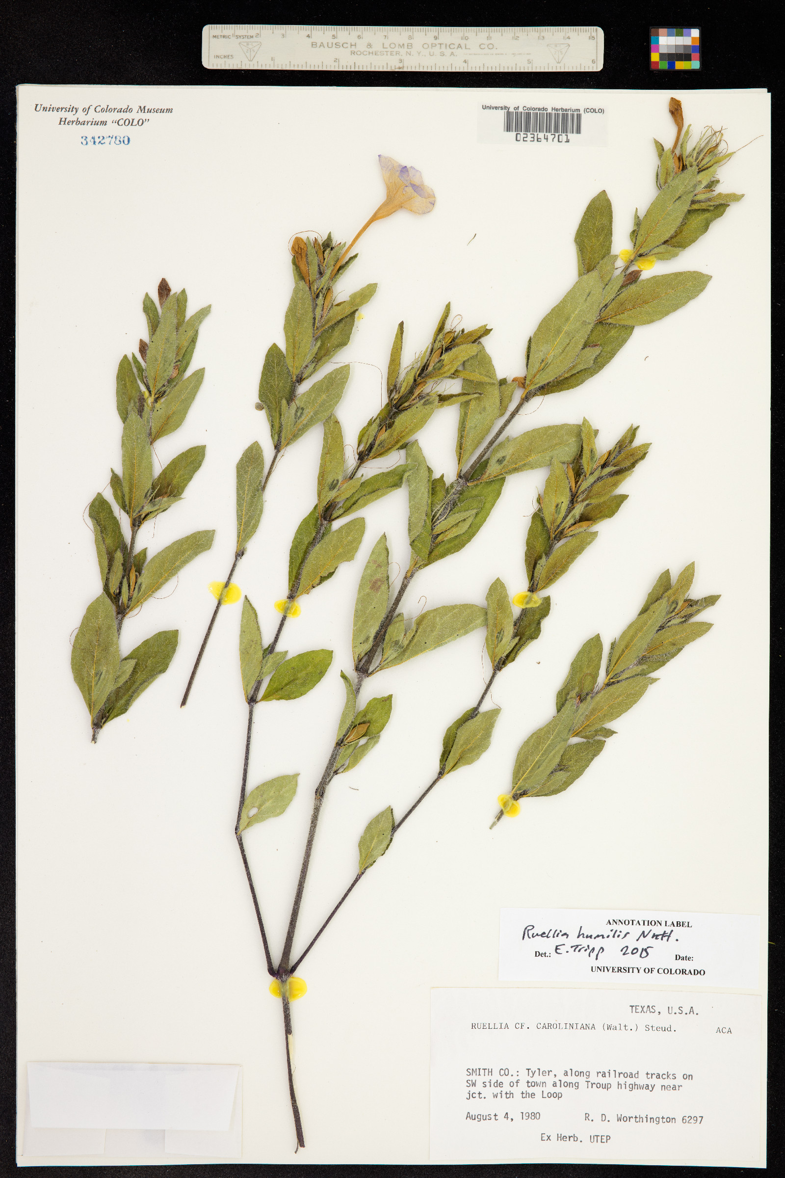 Ruellia humilis image