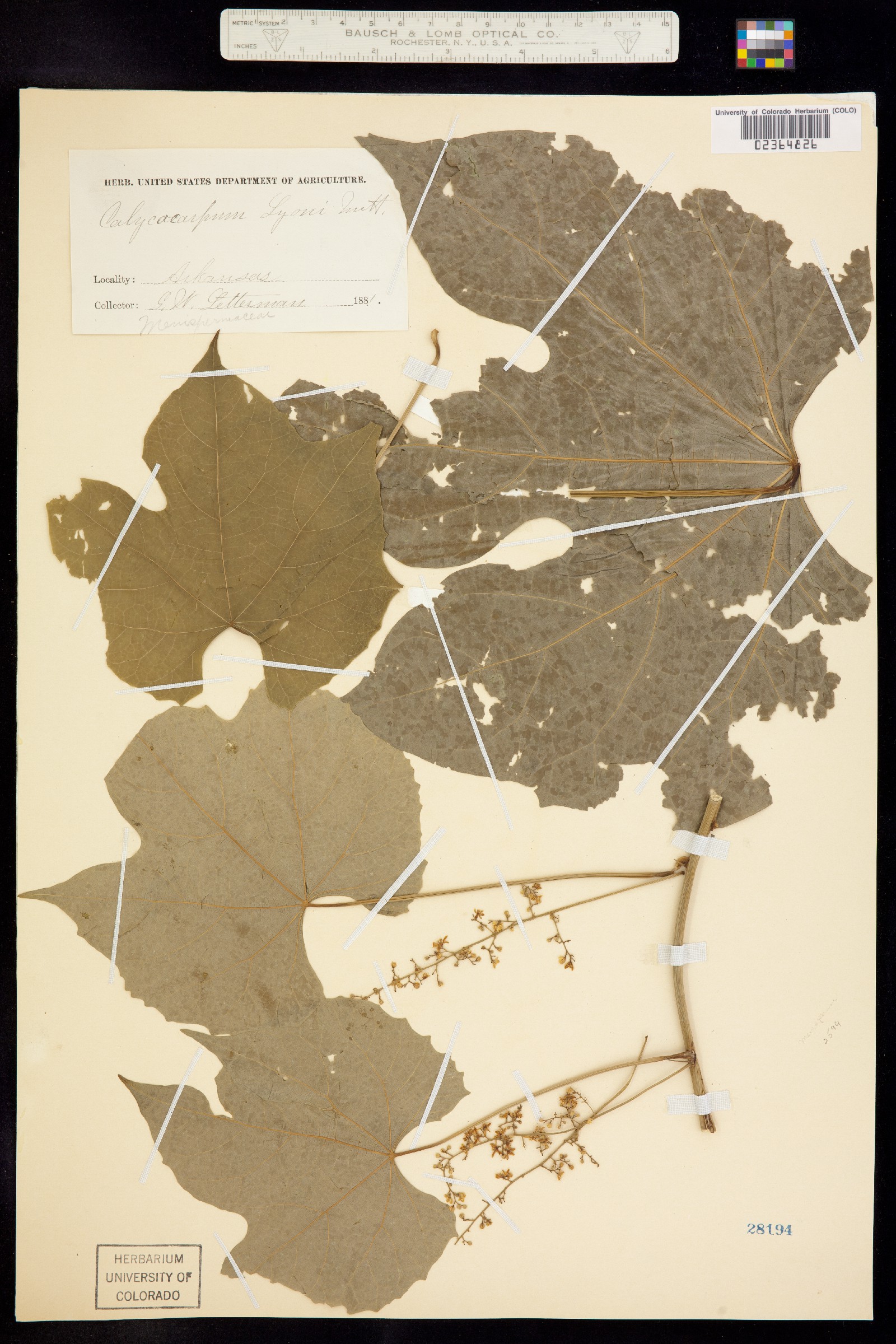 Calycocarpum image