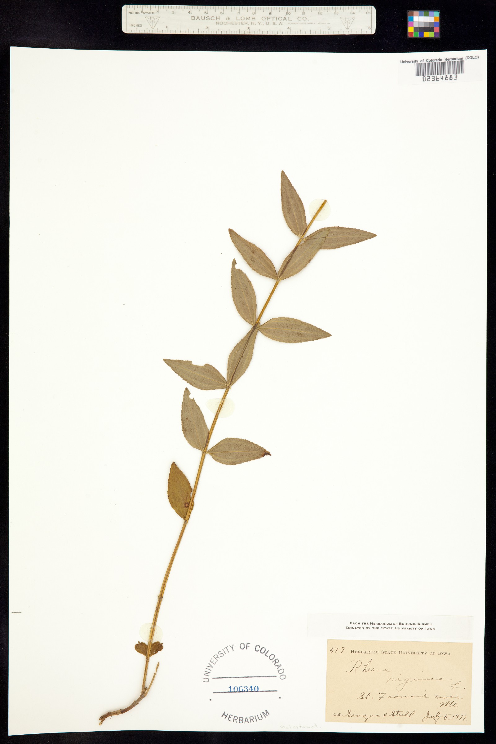 Rhexia virginica image