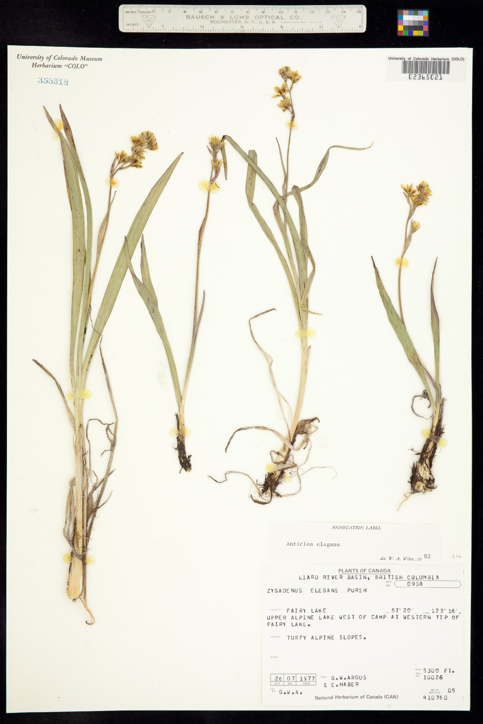 Anticlea elegans image