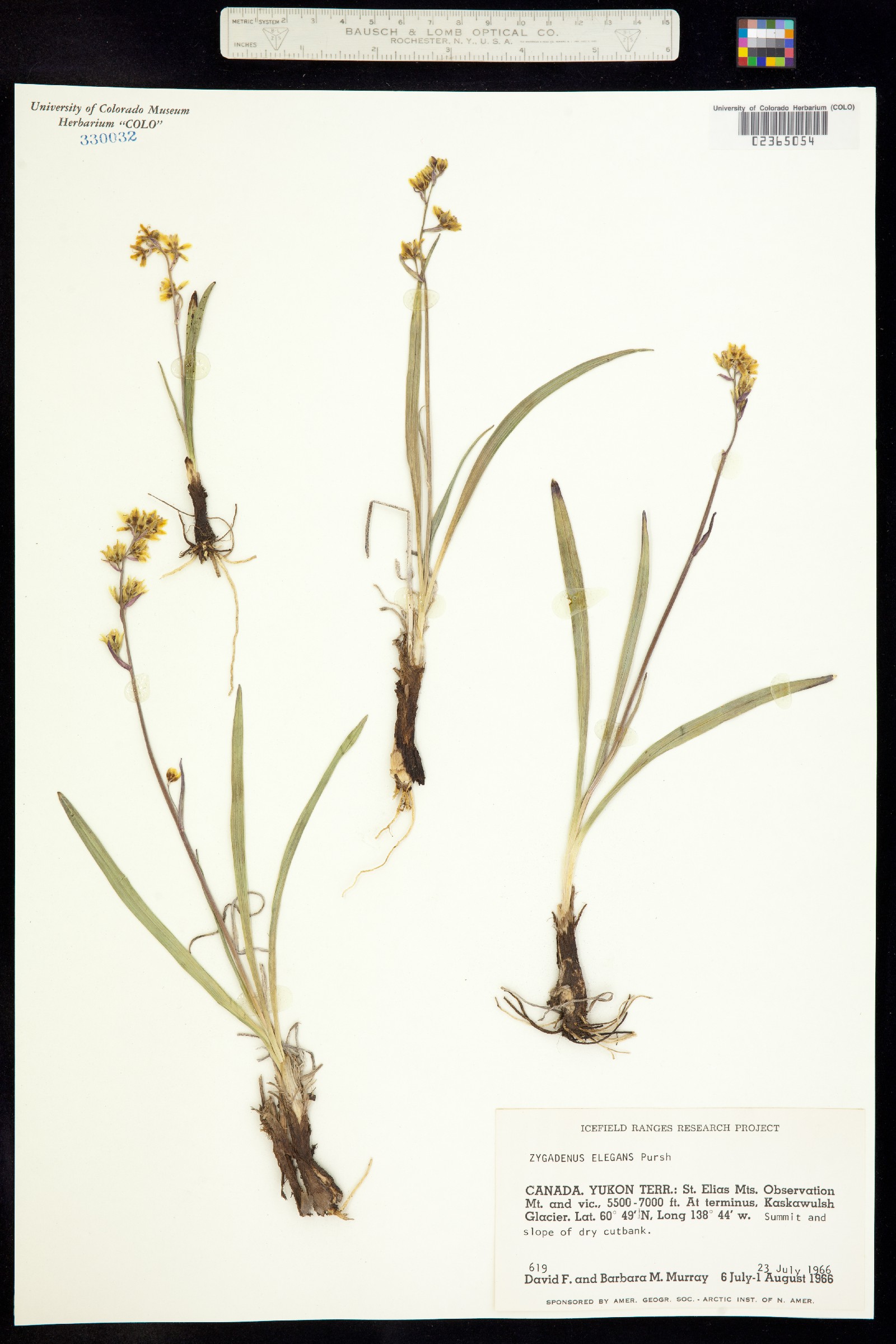 Anticlea elegans image