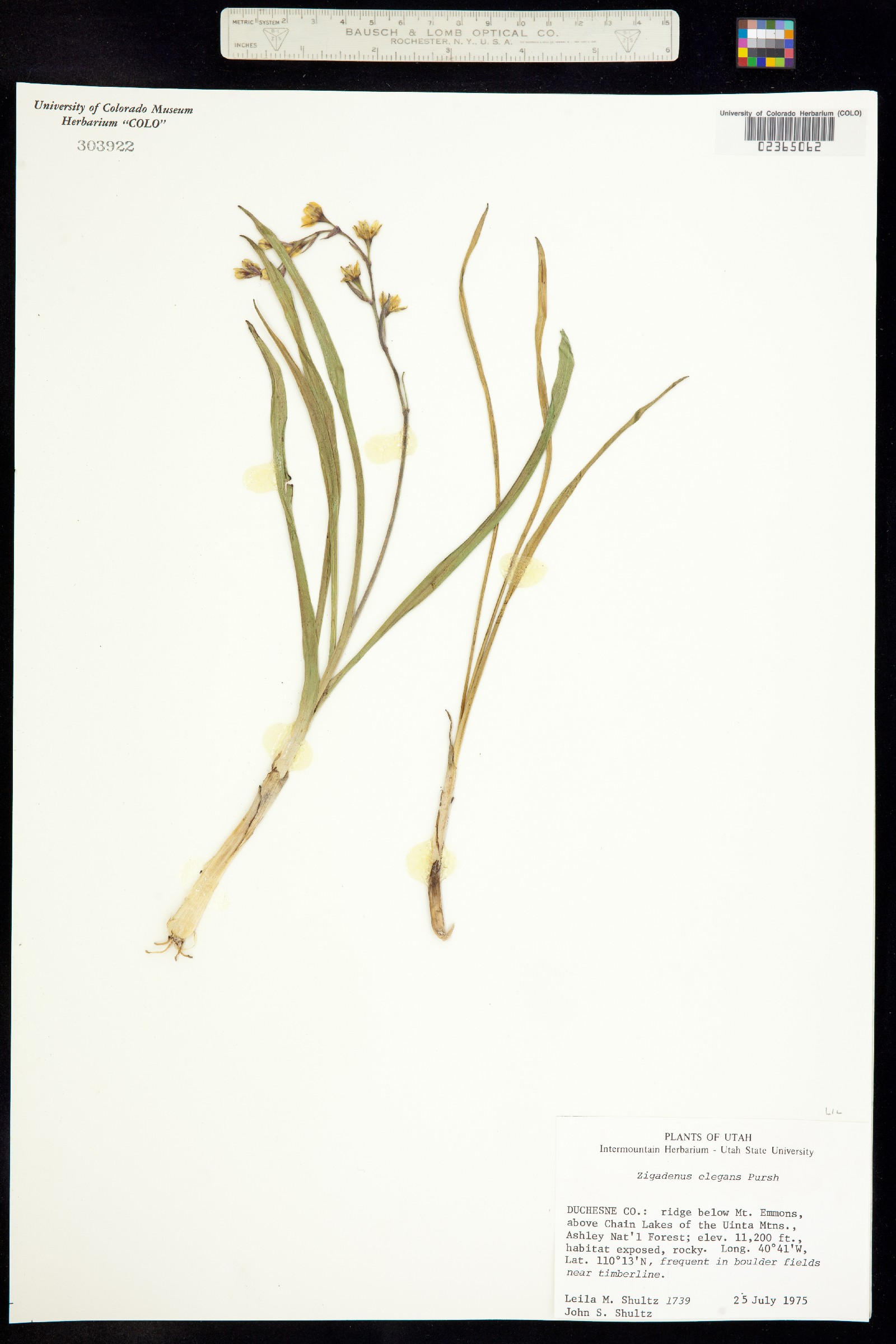 Anticlea elegans image