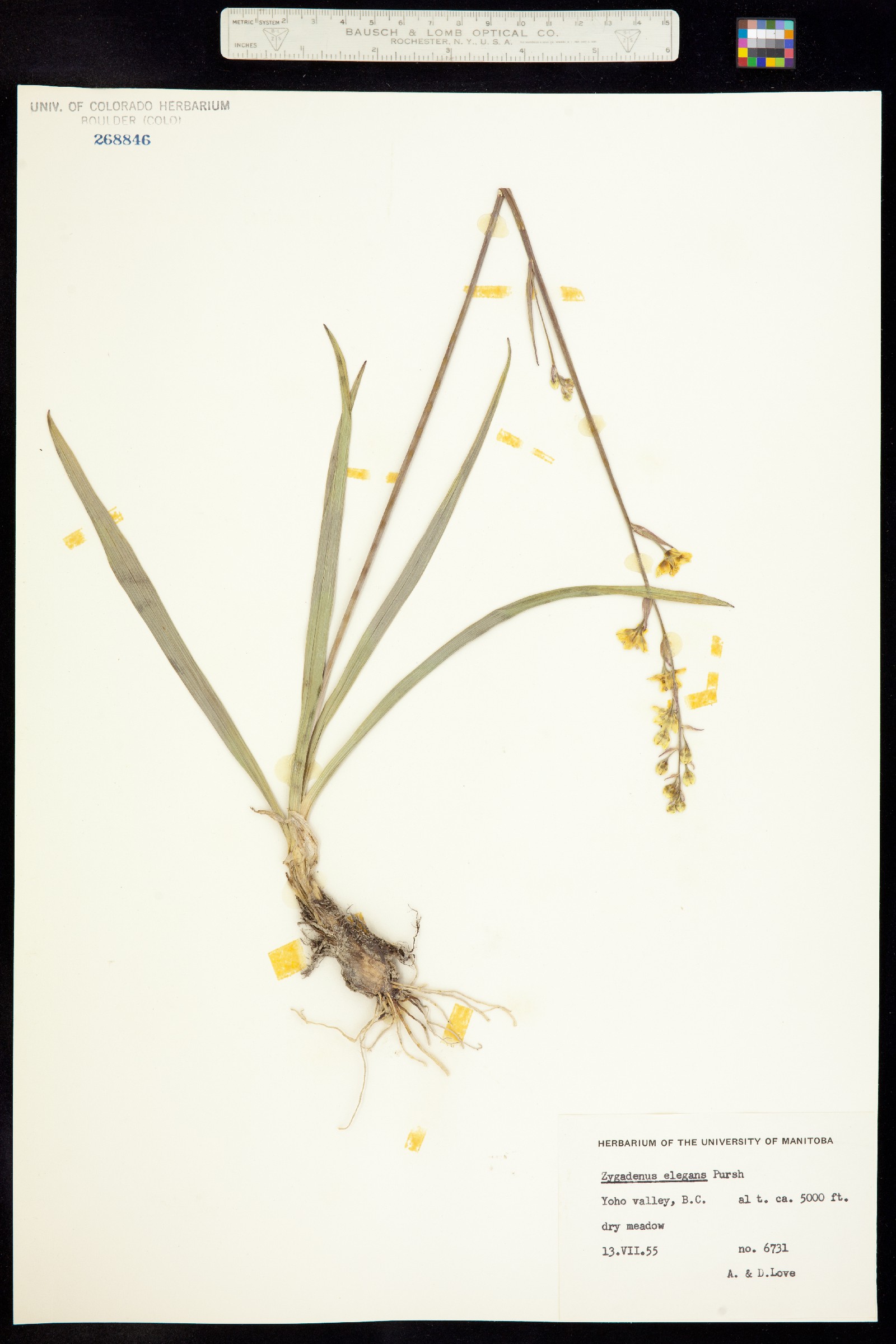 Anticlea elegans image