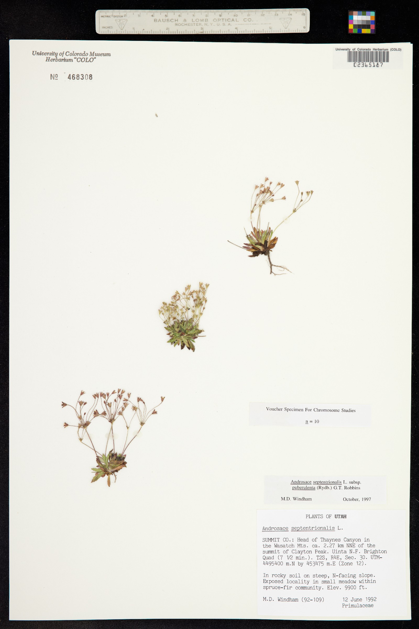 Androsace septentrionalis image