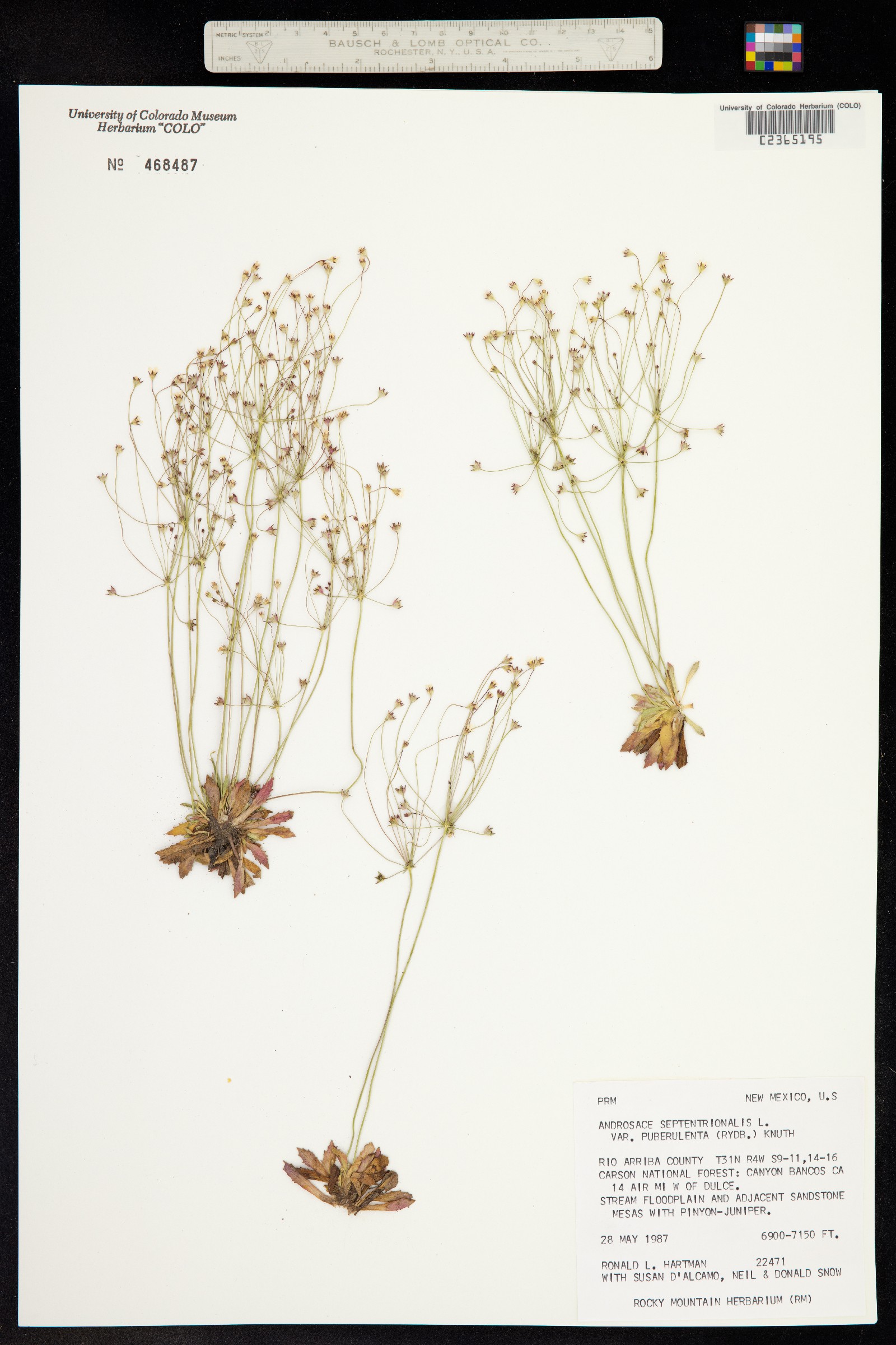 Androsace image