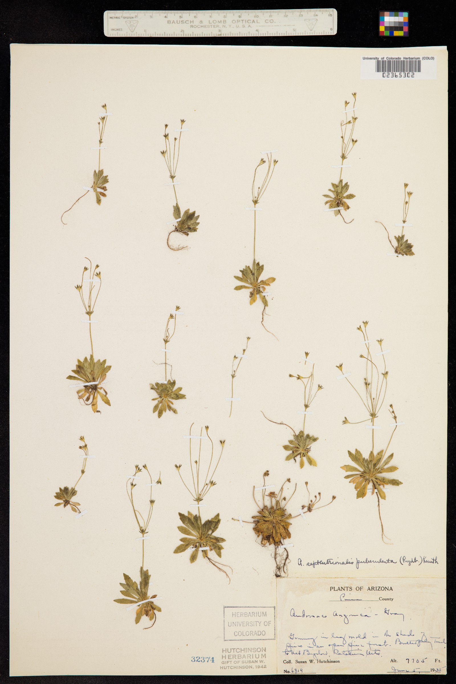 Androsace septentrionalis image