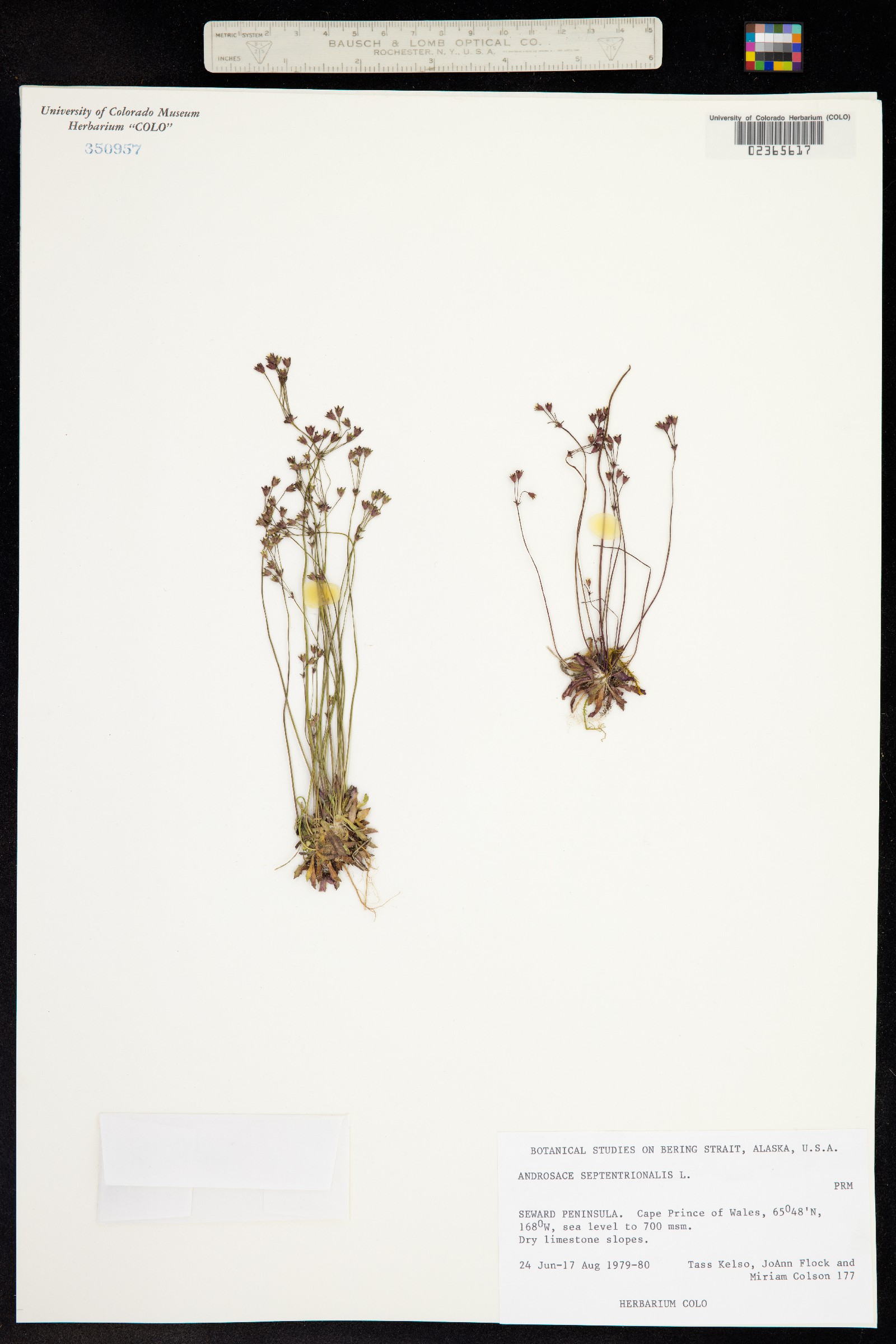 Androsace septentrionalis image