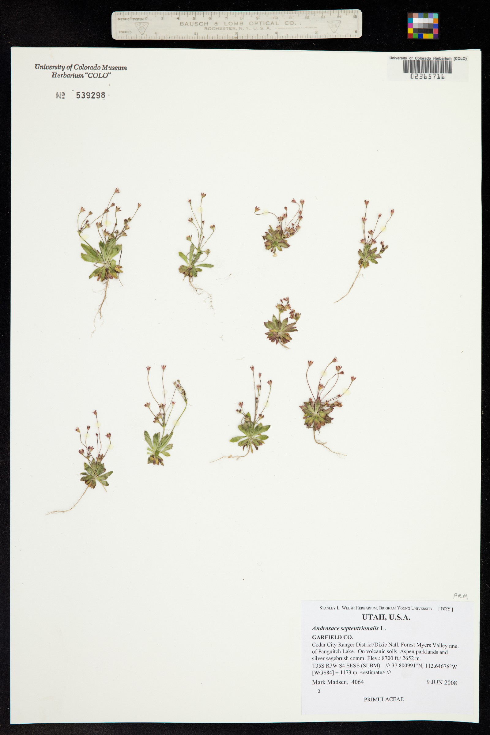 Androsace image