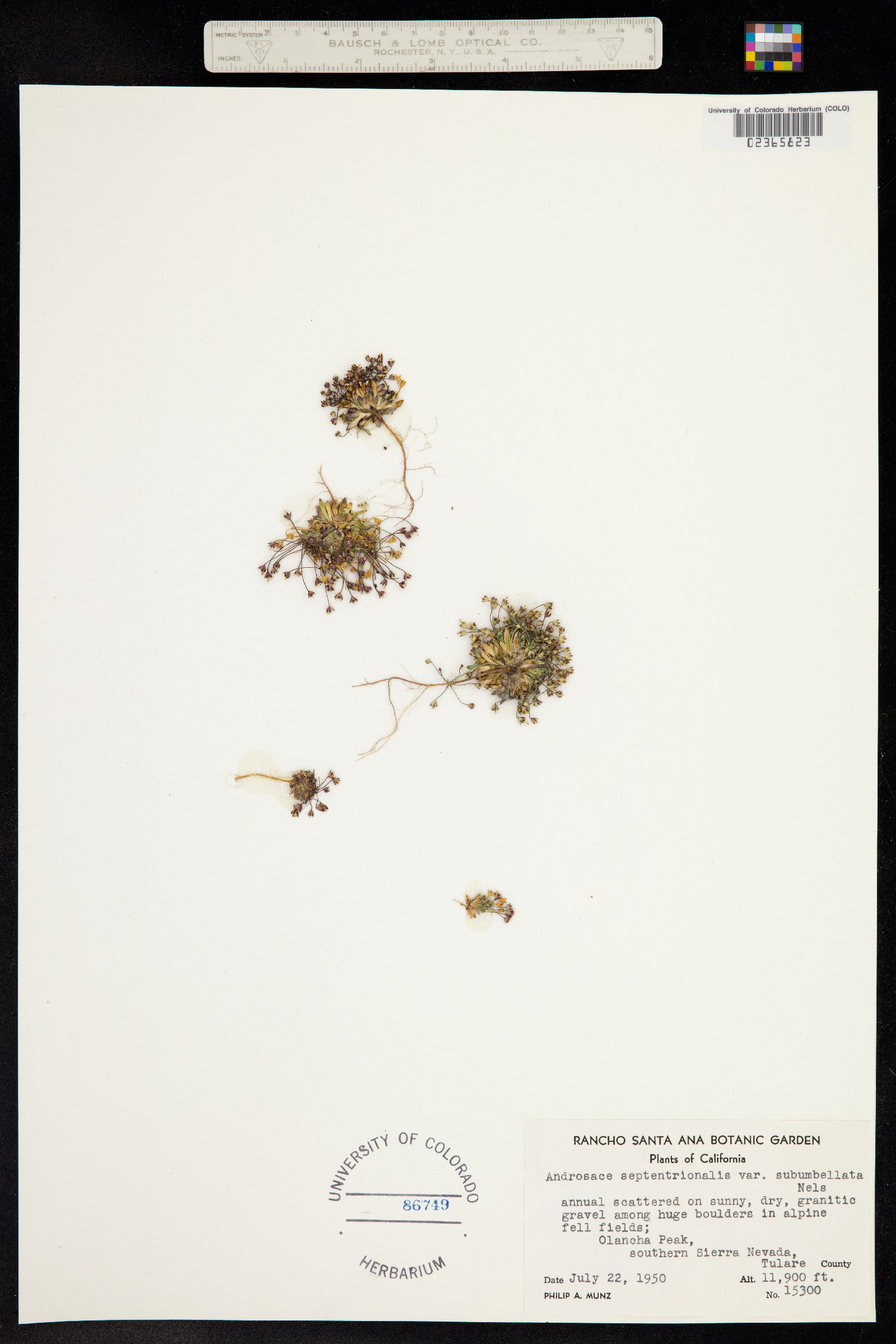 Androsace septentrionalis image