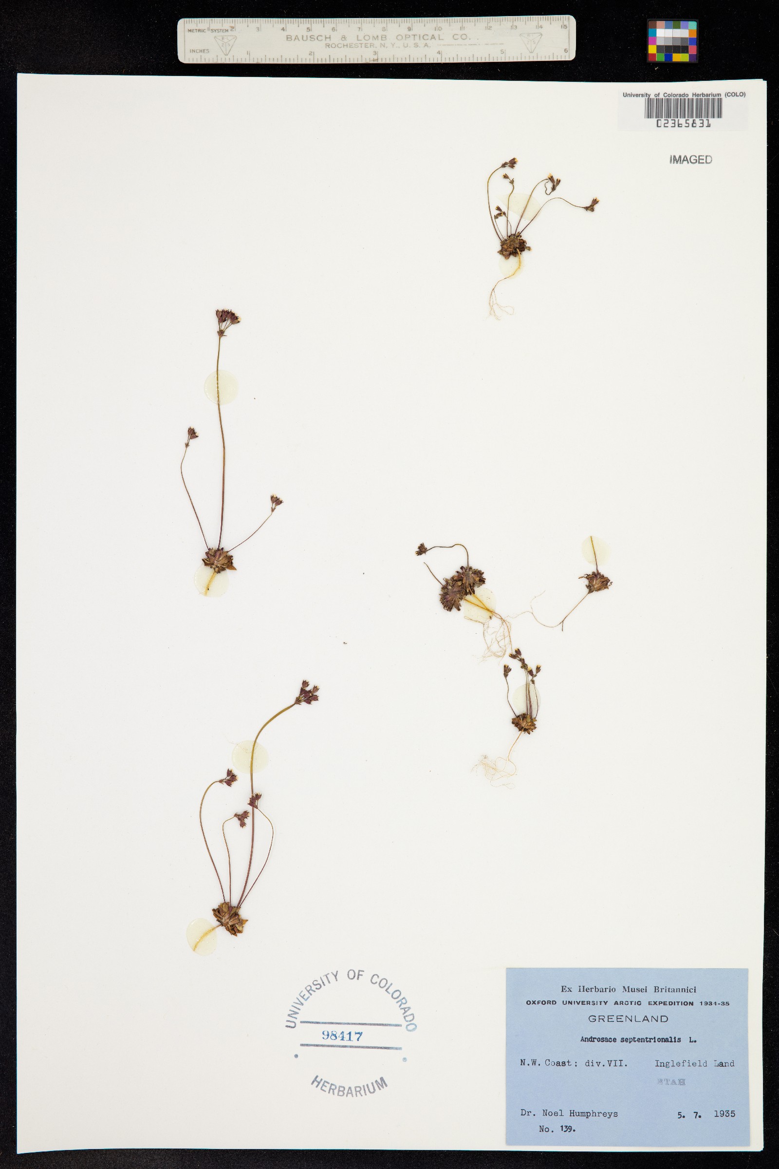 Androsace septentrionalis image
