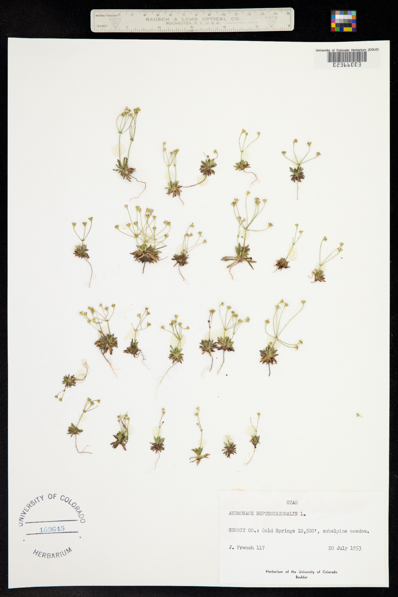 Androsace septentrionalis image