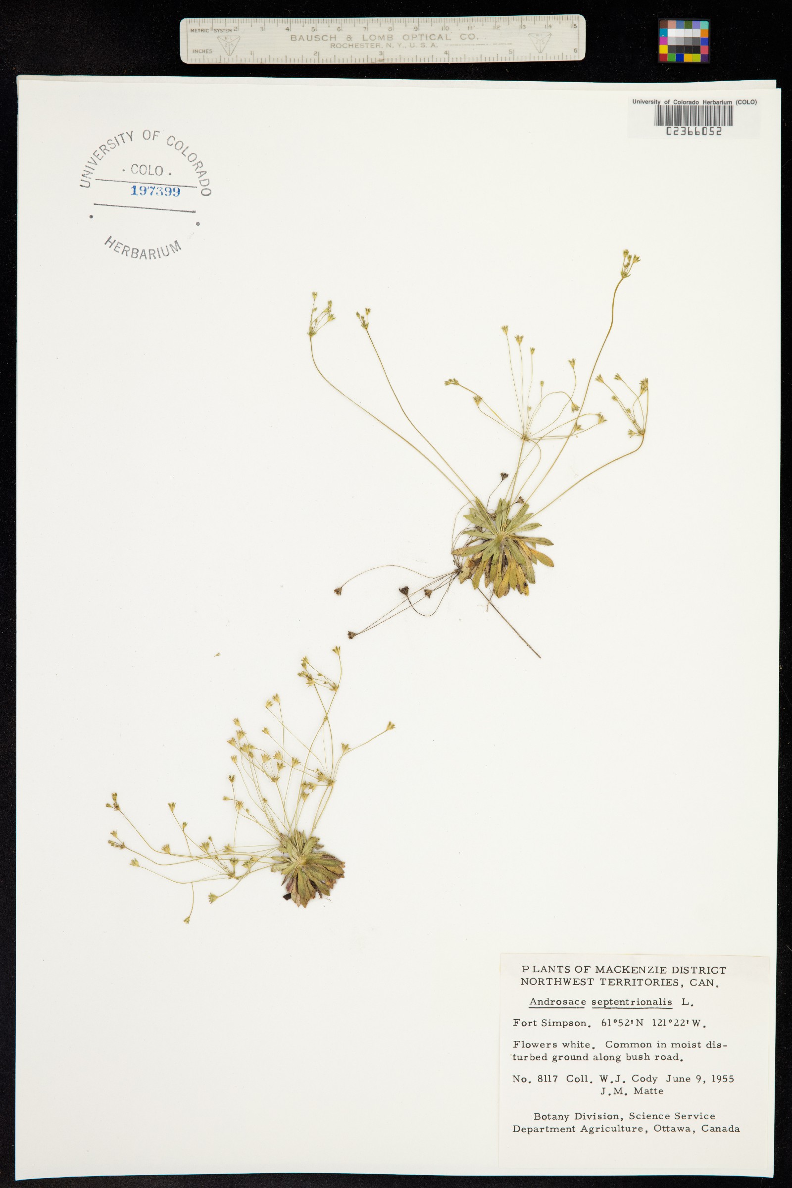 Androsace septentrionalis image