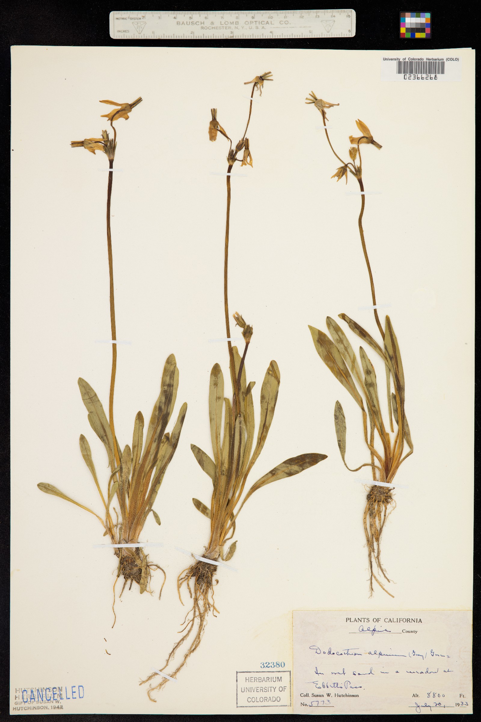 Primula tetrandra image