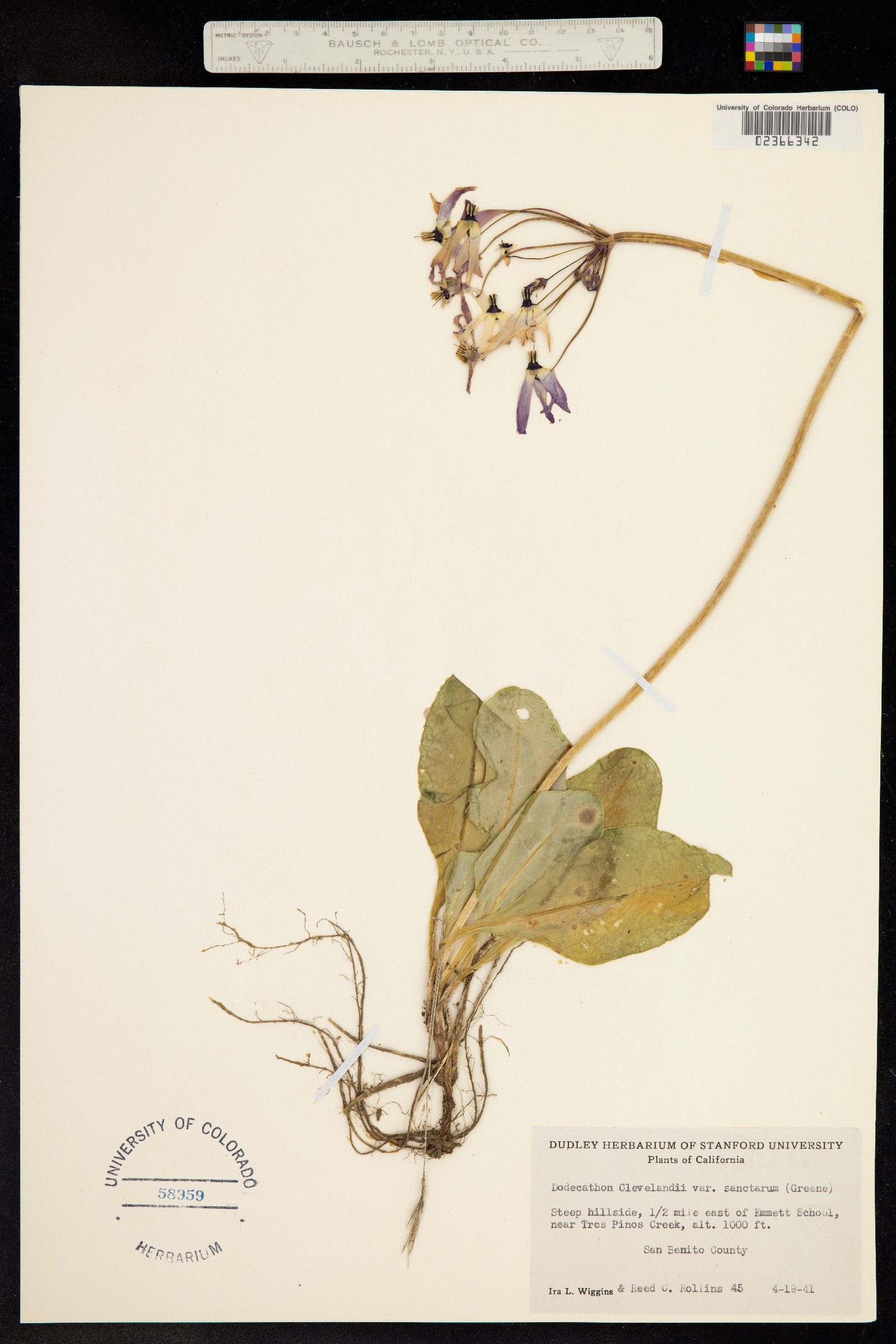Primula clevelandii image
