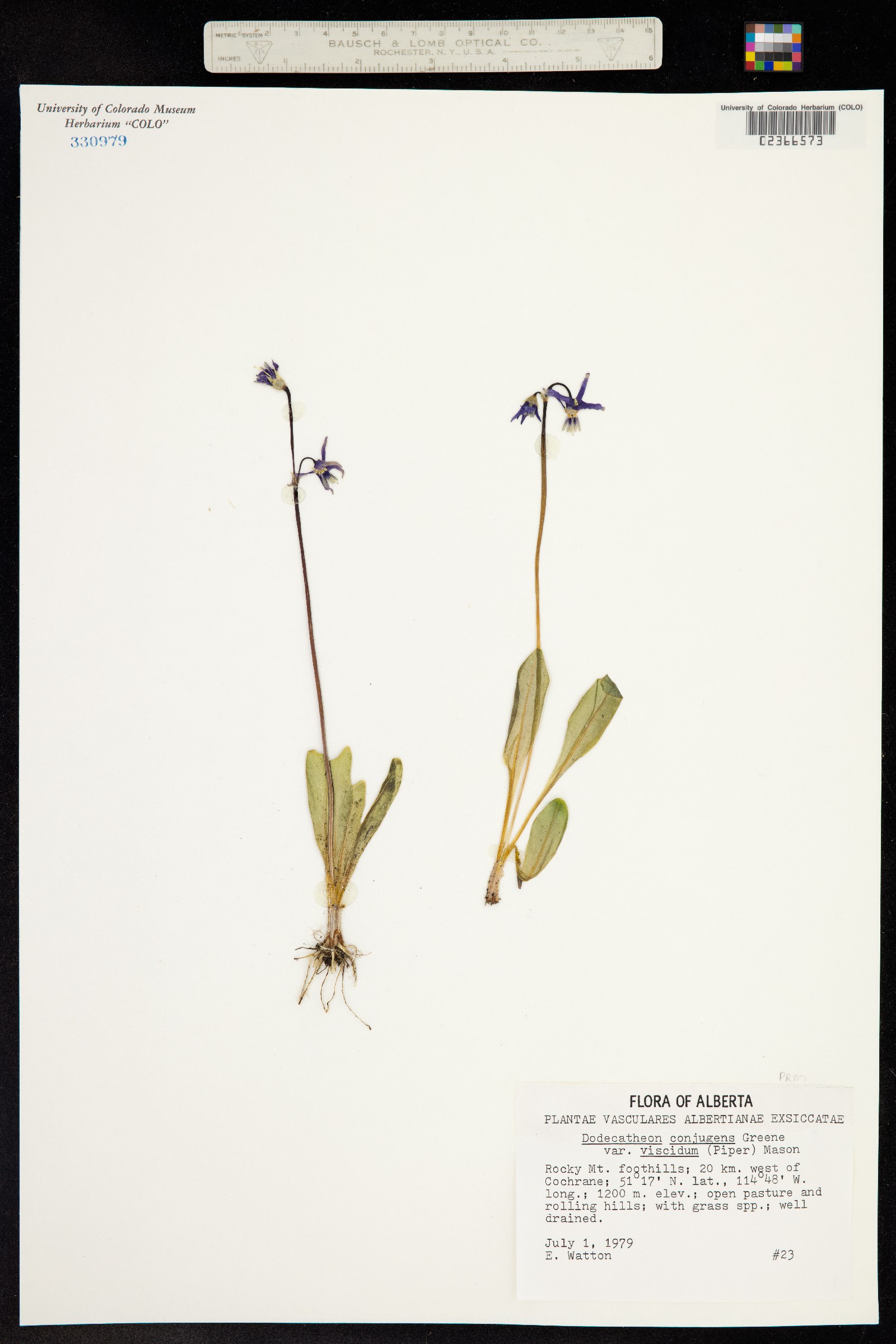 Primula conjugens var. conjugens image